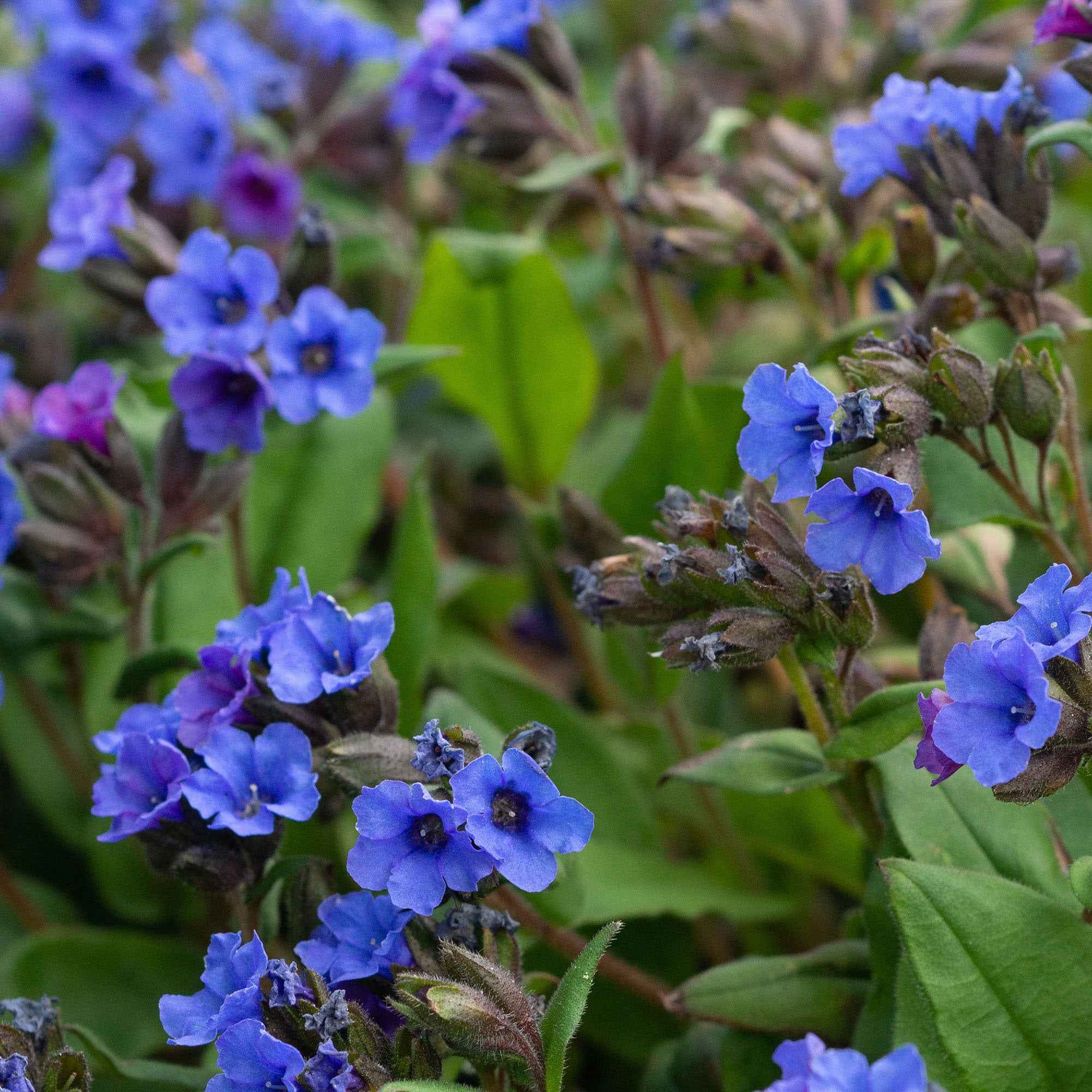 Pulmonaire 'Blue Ensign' - Image 3