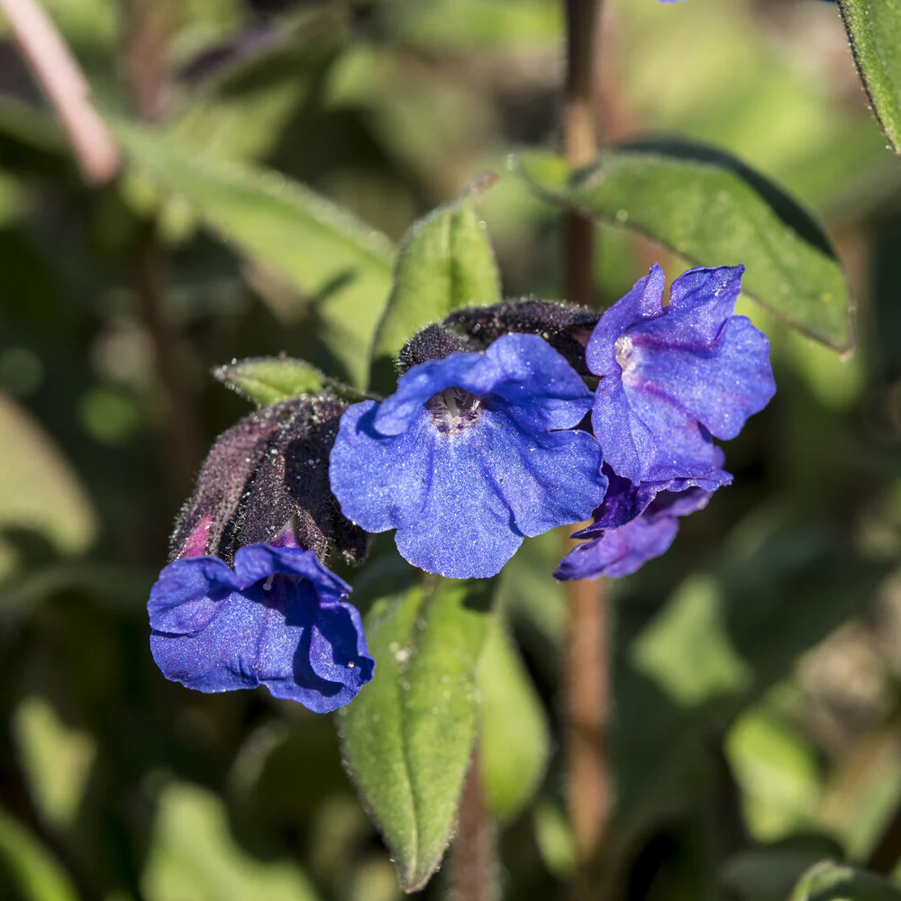 Pulmonaire 'Blue Ensign' - Image 4