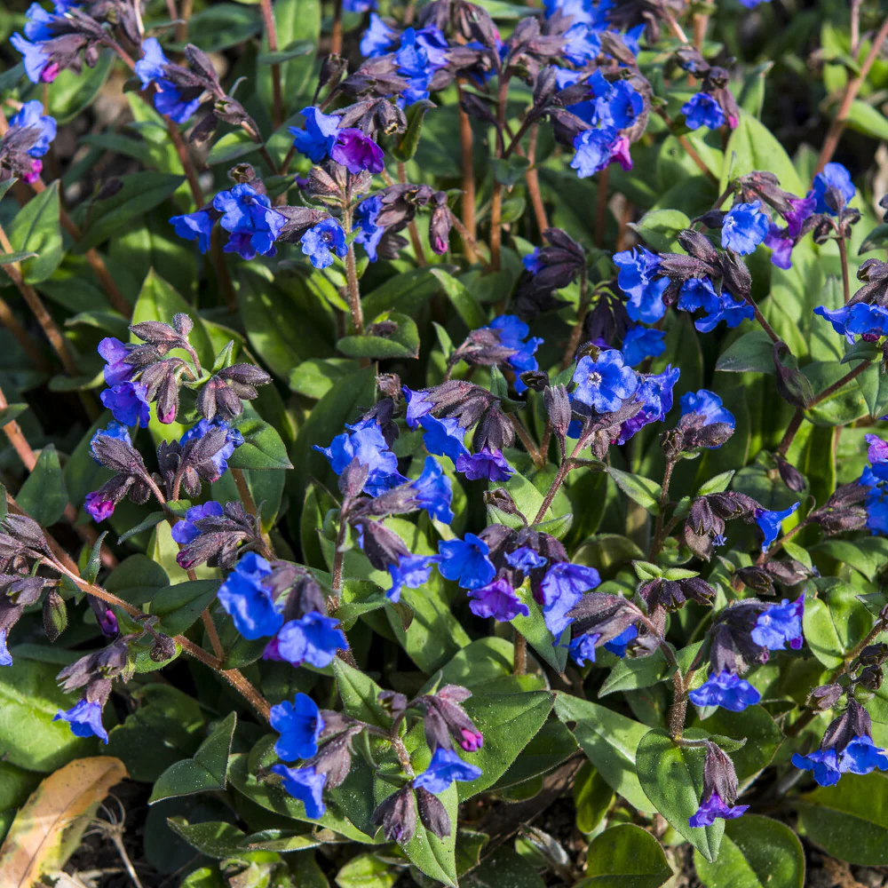 Pulmonaire 'Blue Ensign' - Image 5