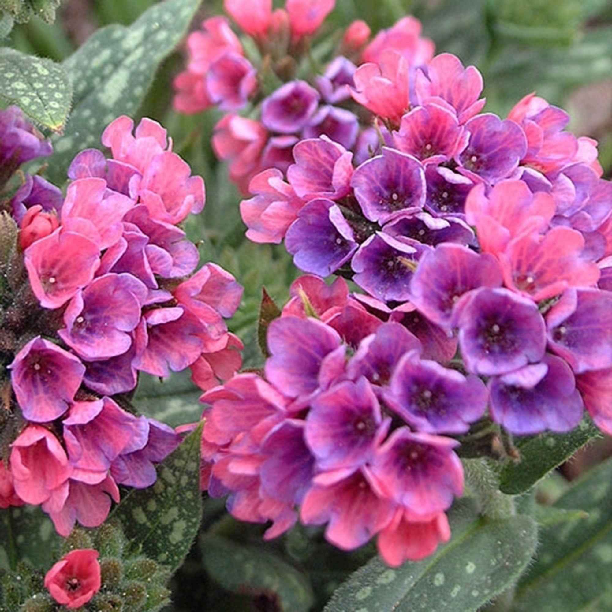 Pulmonaria 'Raspberry Splash' - Image 2