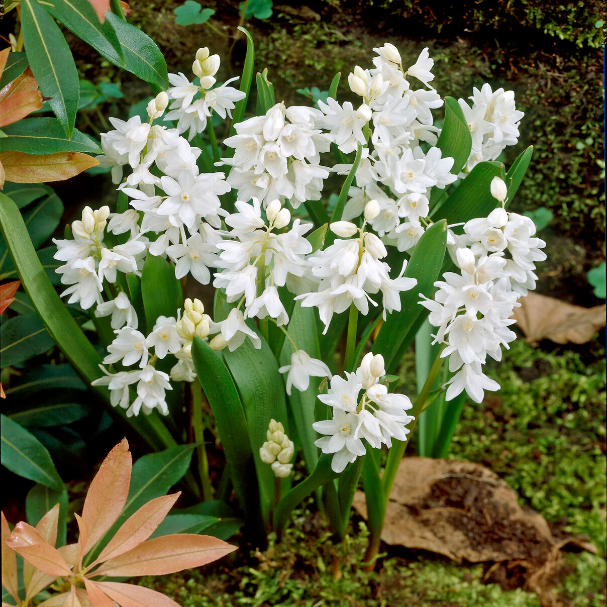 20 Puschkinia blancs - Image 4