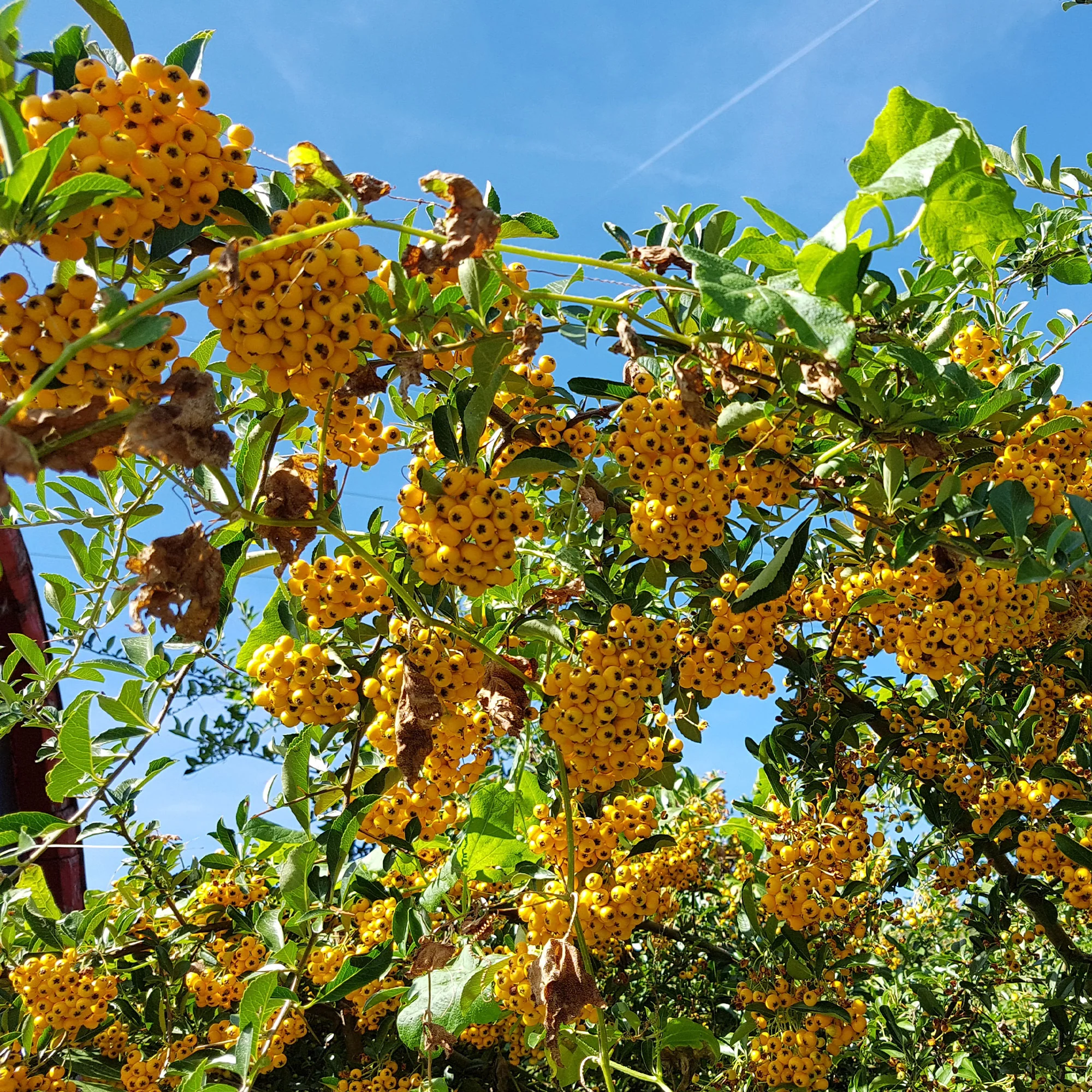 3 Pyracantha jaune - Image 2