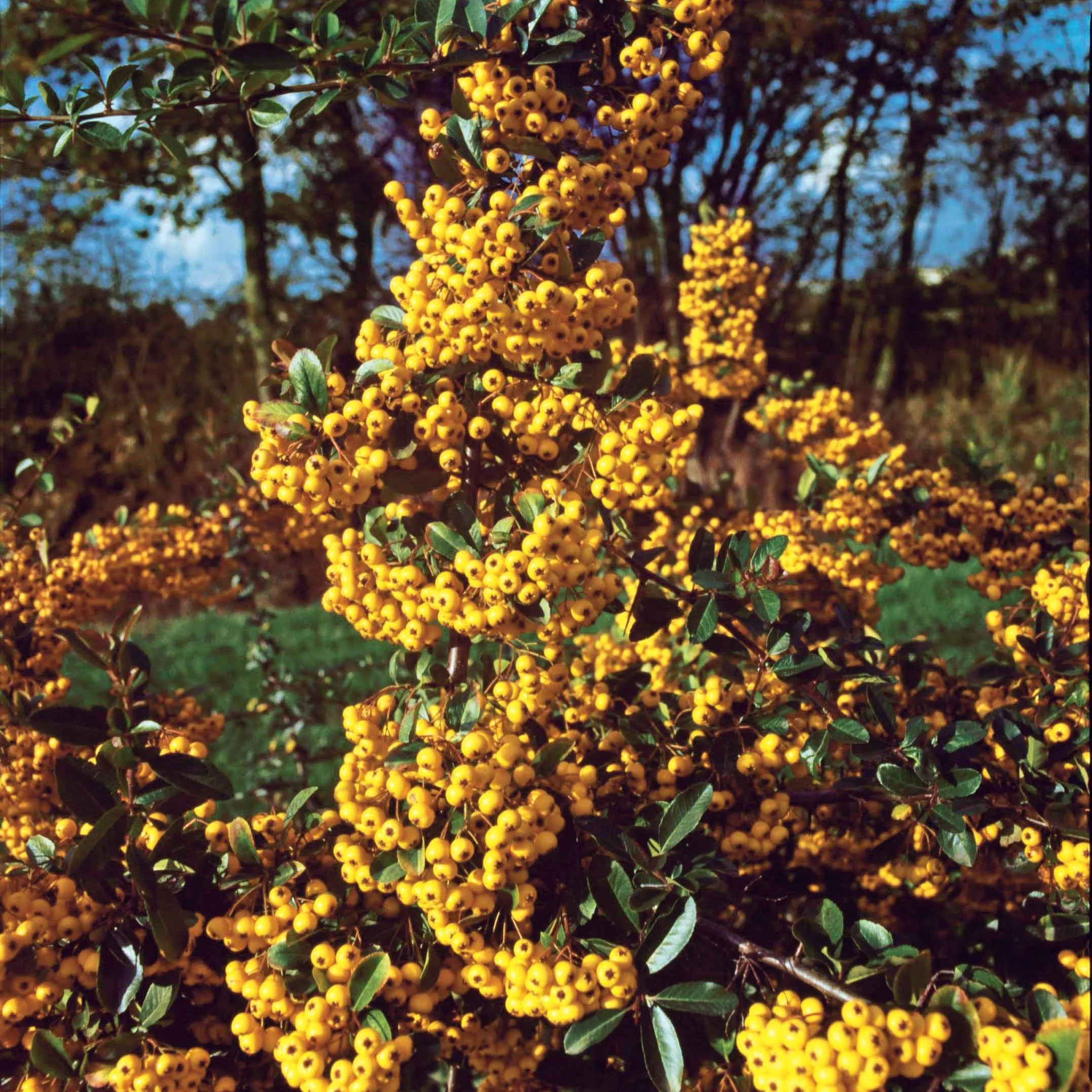 3 Pyracantha jaune - Image 3