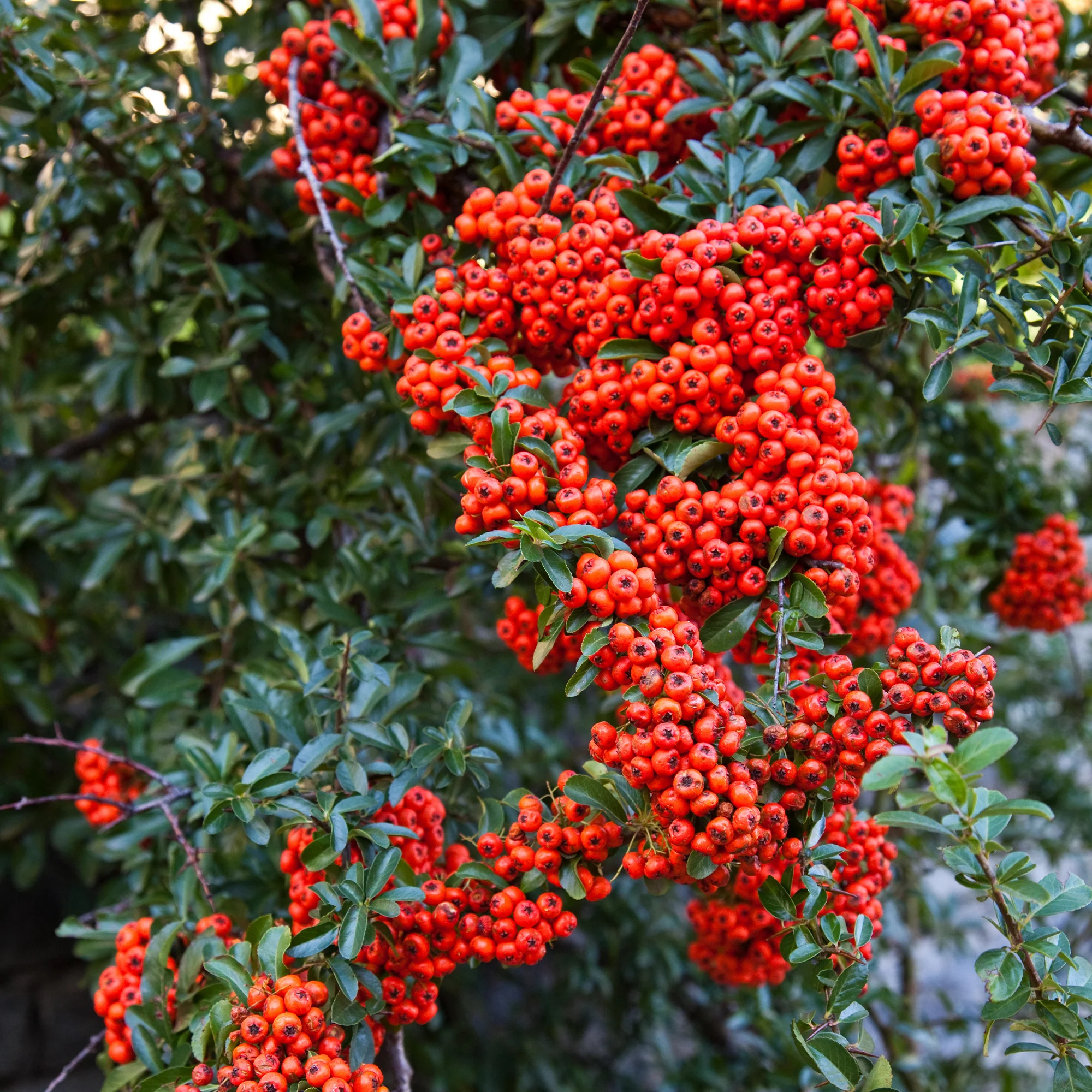 Pyracantha rouge - Image 3