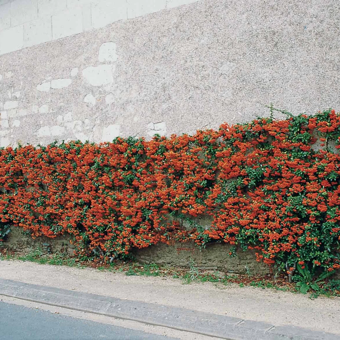 3 Pyracantha Saphyr rouge