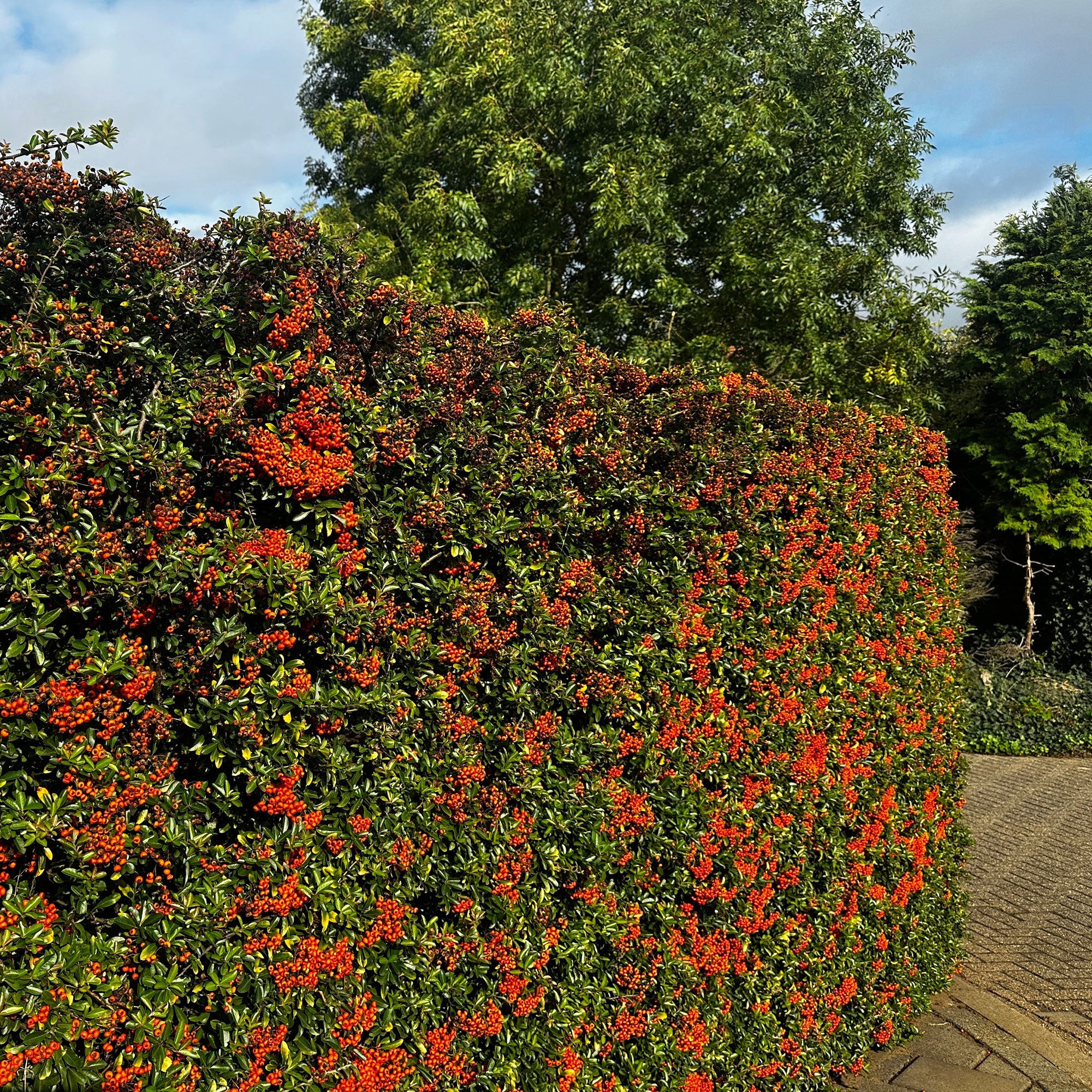 3 Pyracantha Saphyr rouge - Image 2
