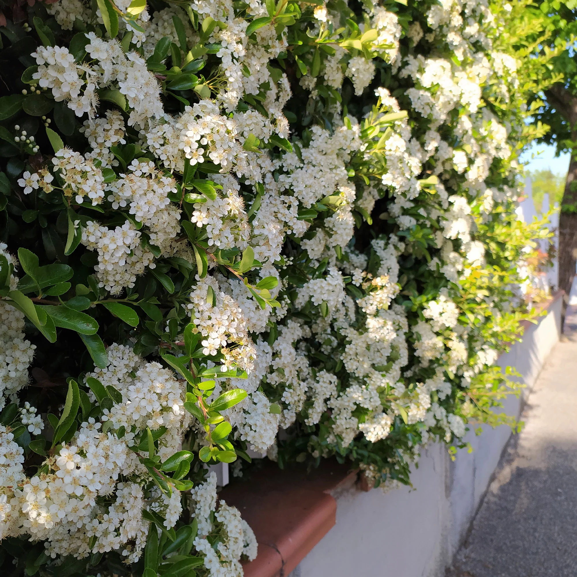 3 Pyracantha Saphyr rouge - Image 3