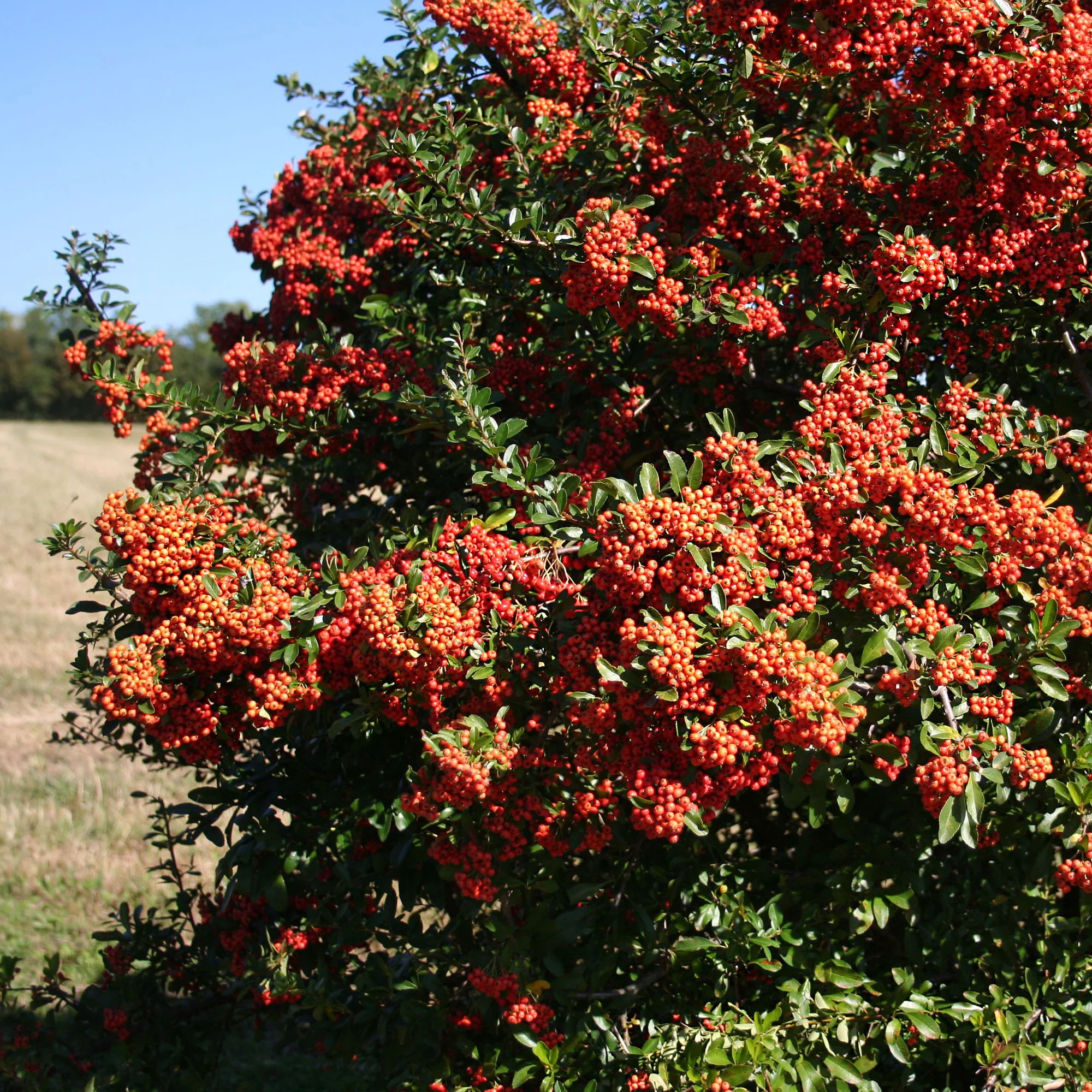 3 Pyracantha Saphyr rouge - Image 4