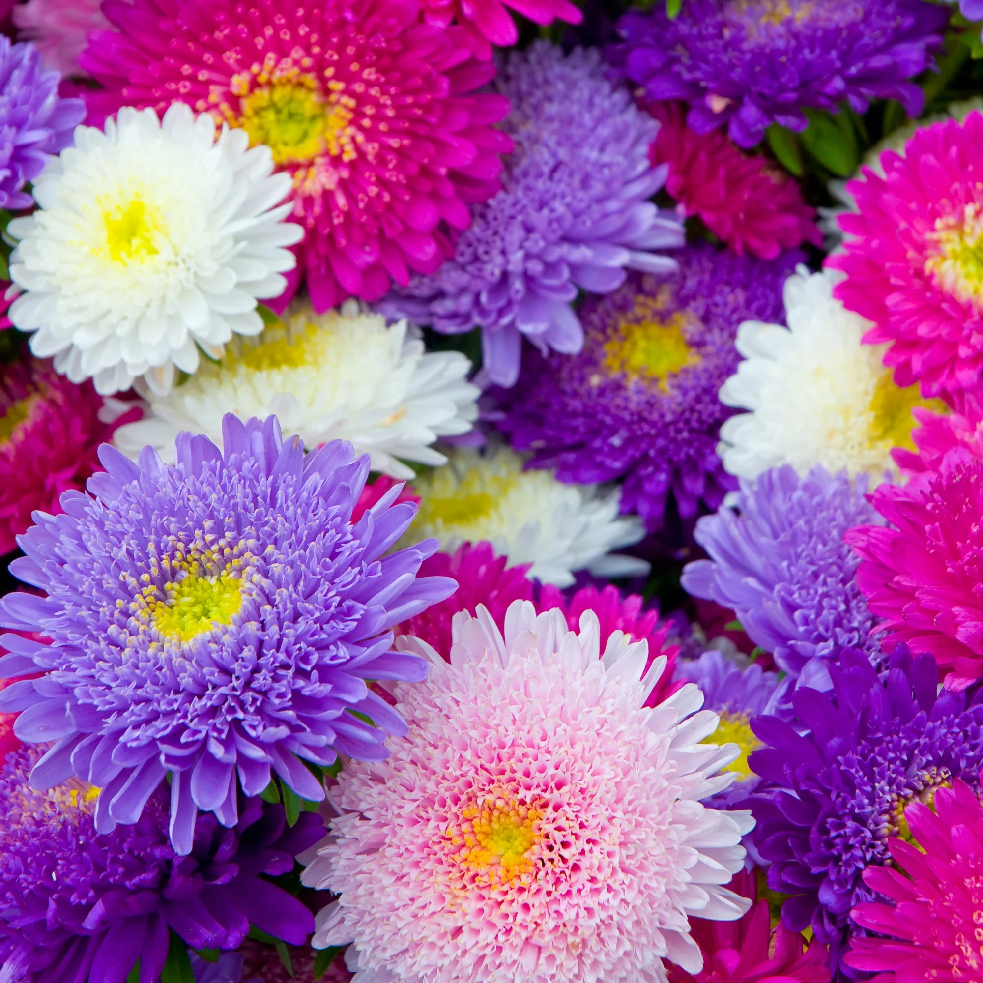 Reine-marguerite Super Princesse en mélange - Image 3