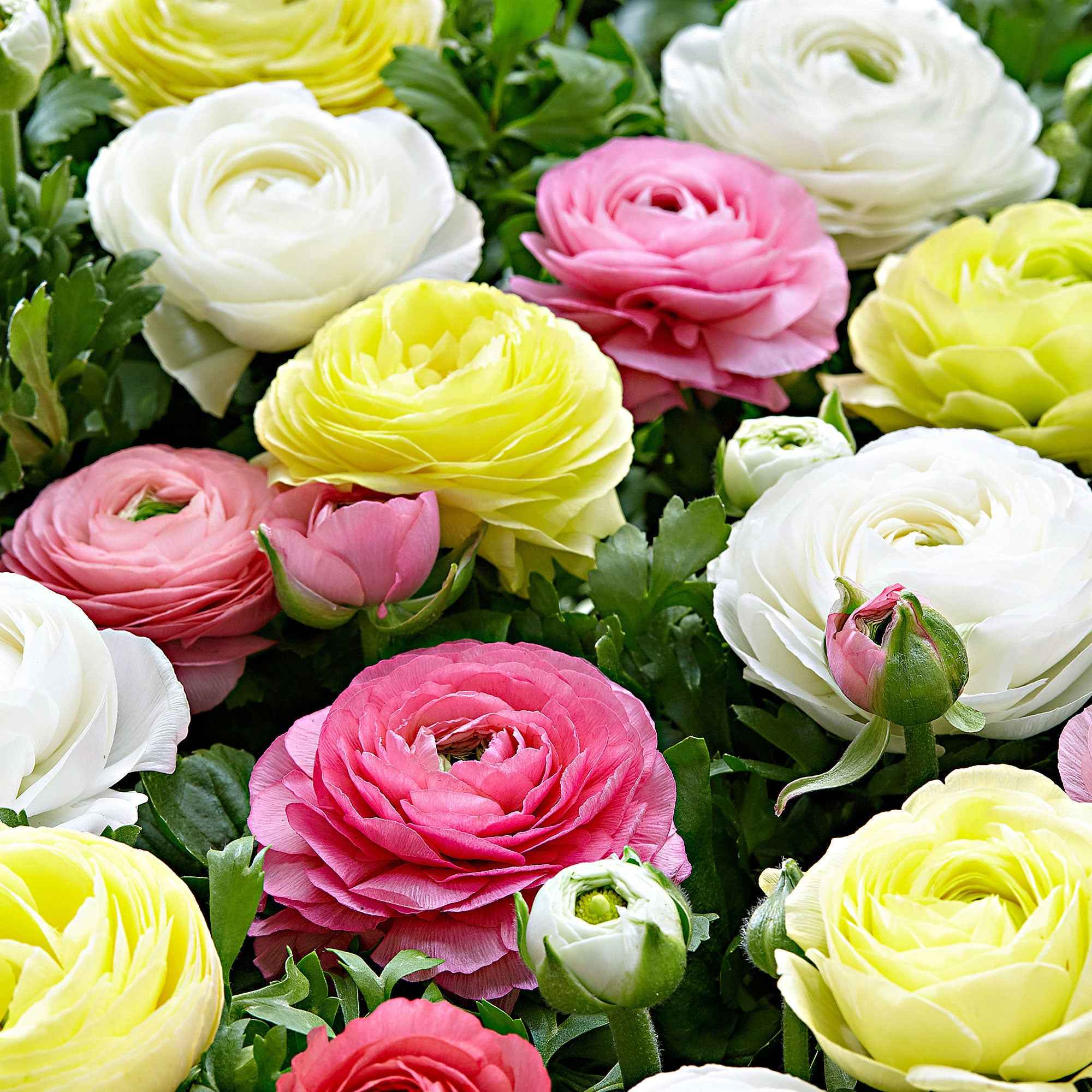 30 Renoncules pastel jaune, blanc, rose en mélange