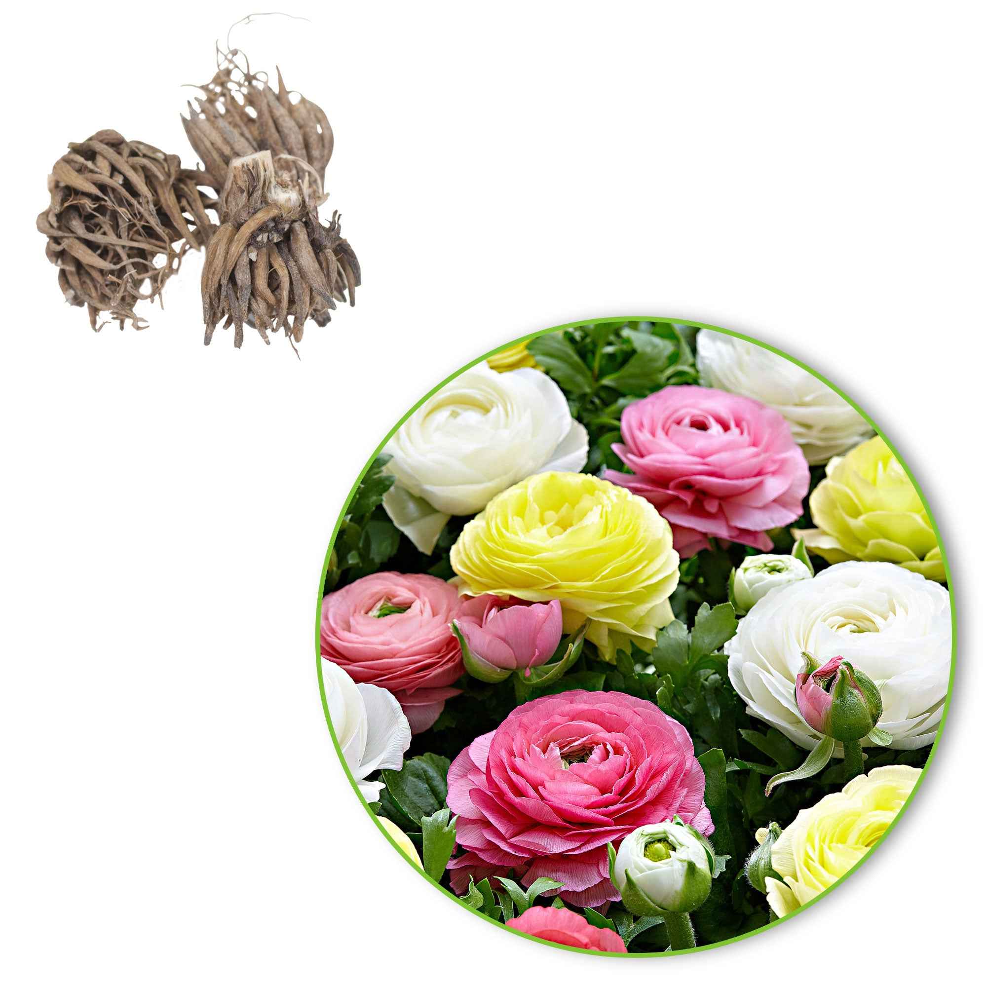 30 Renoncules pastel jaune, blanc, rose en mélange - Image 2