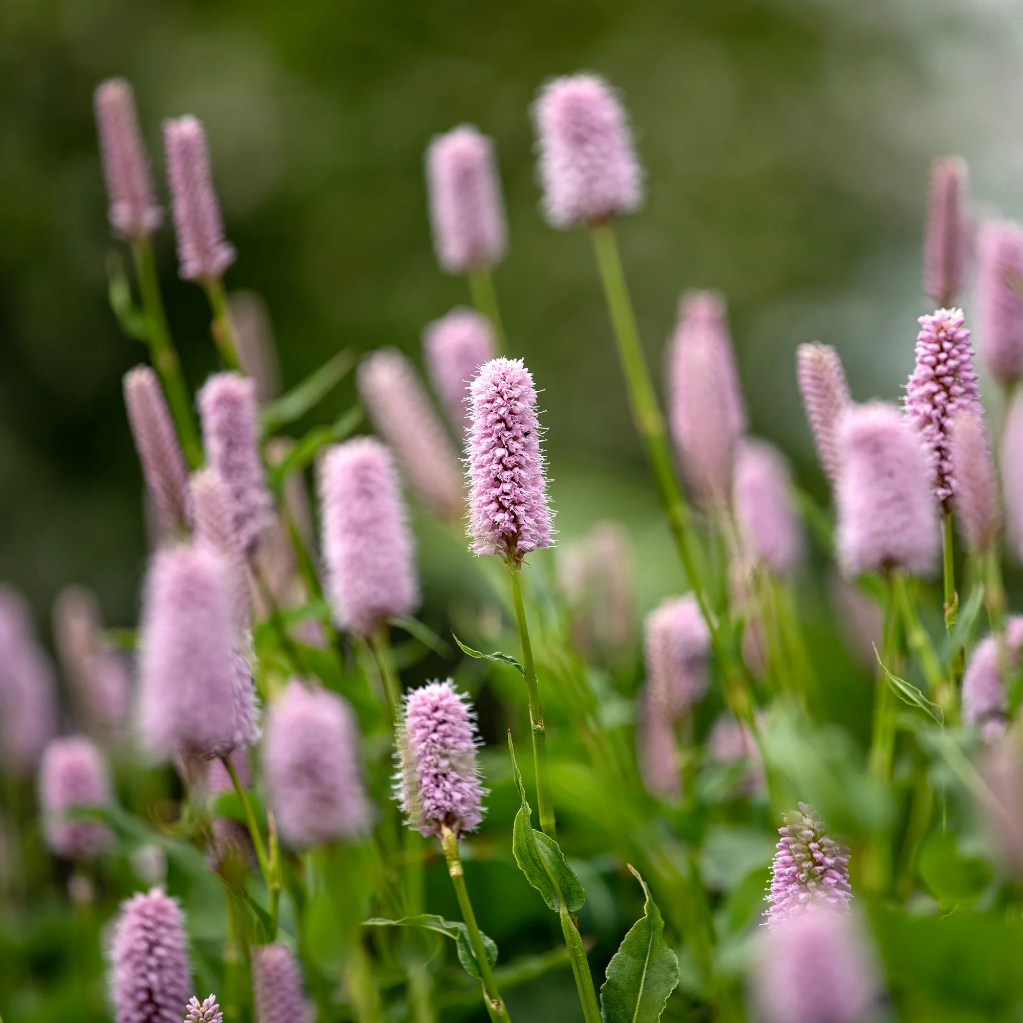 Renouée Persicaria bistorta Superba