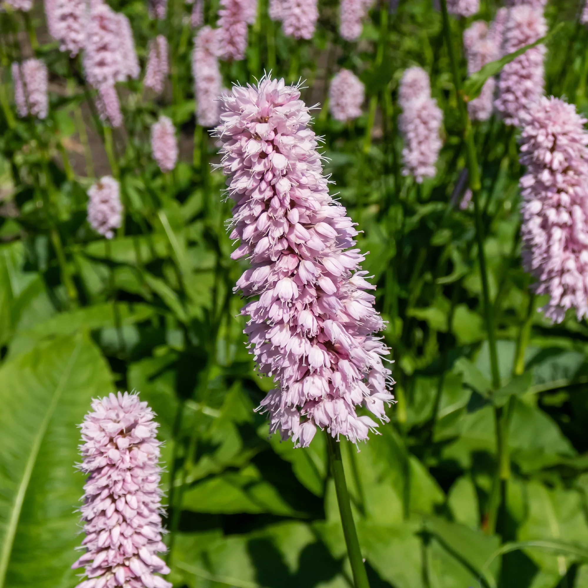 Renouée Persicaria bistorta Superba - Image 3