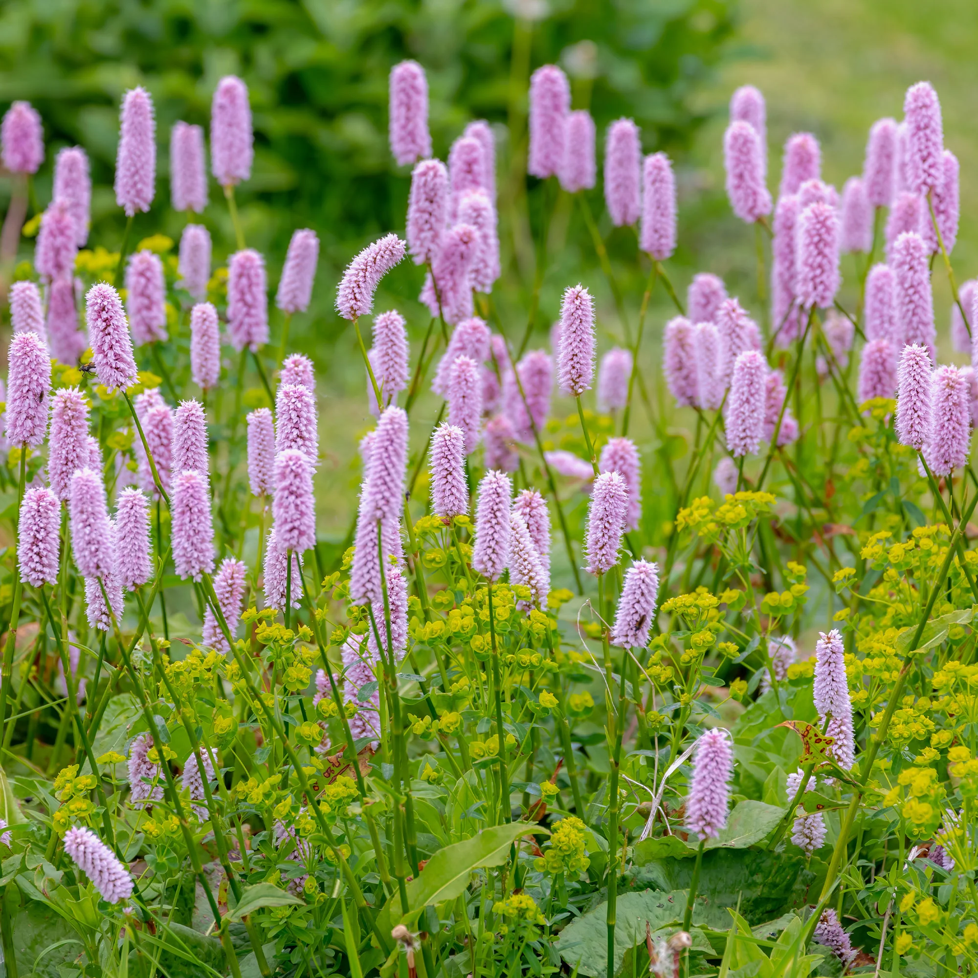 Renouée Persicaria bistorta Superba - Image 4