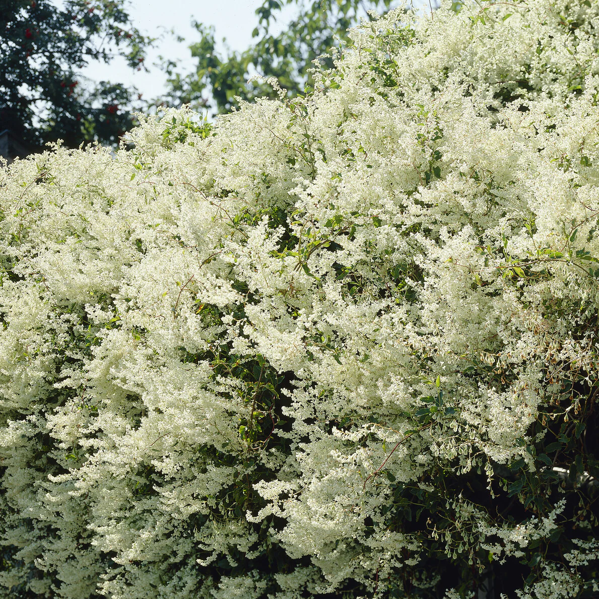 Renouée d'Aubert - Fallopia