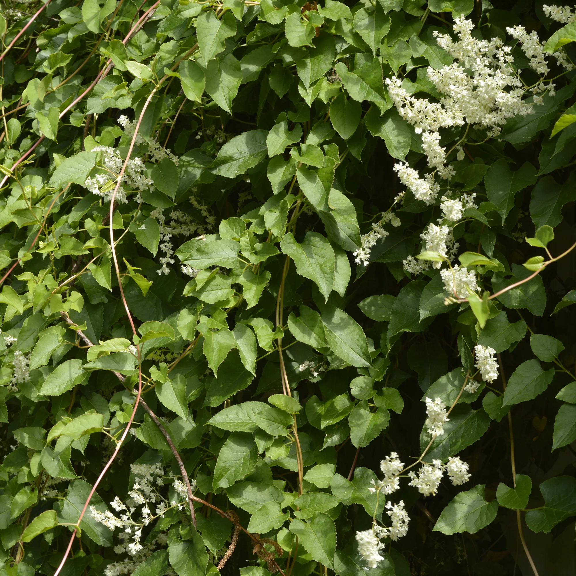 Renouée d'Aubert - Fallopia - Image 2