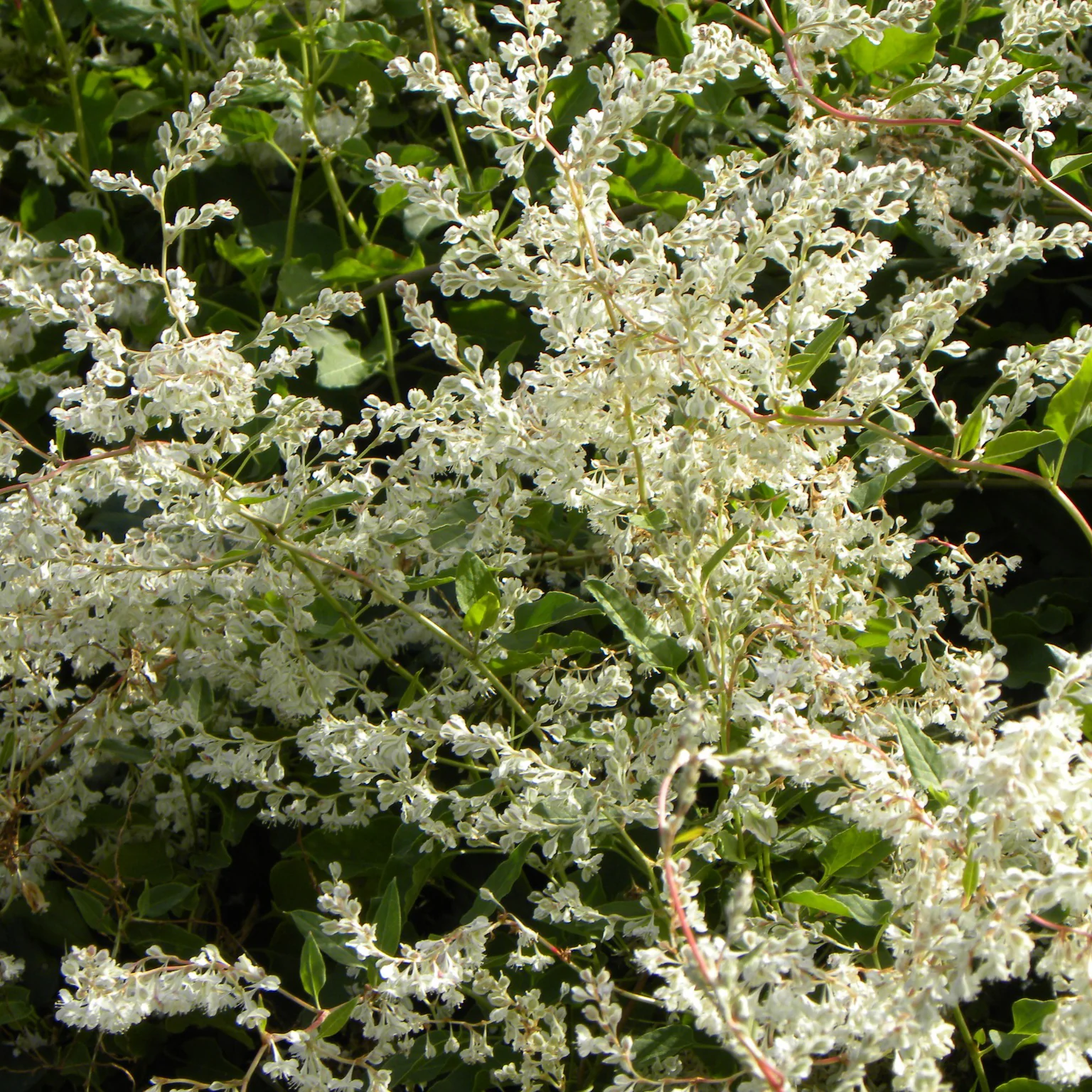 Renouée d'Aubert - Fallopia - Image 3