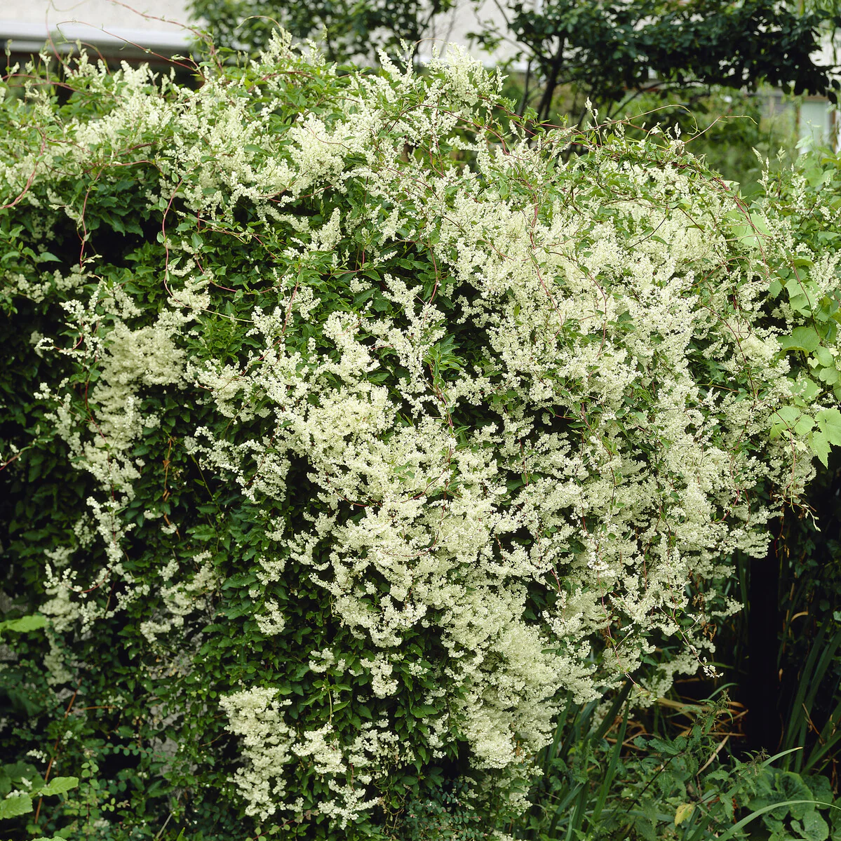 Renouée d'Aubert - Fallopia - Image 4