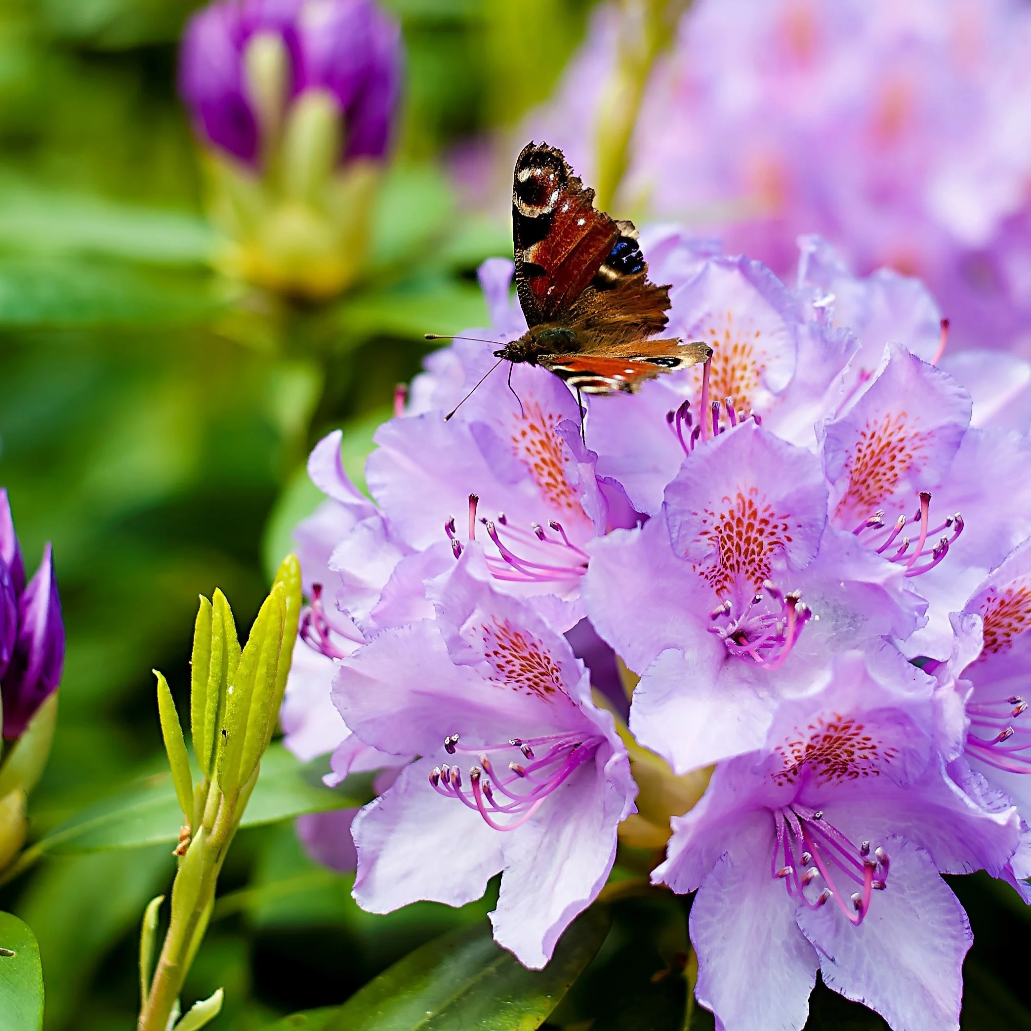Rhododendron 'Catawbiense Grandiflorum' - Image 3
