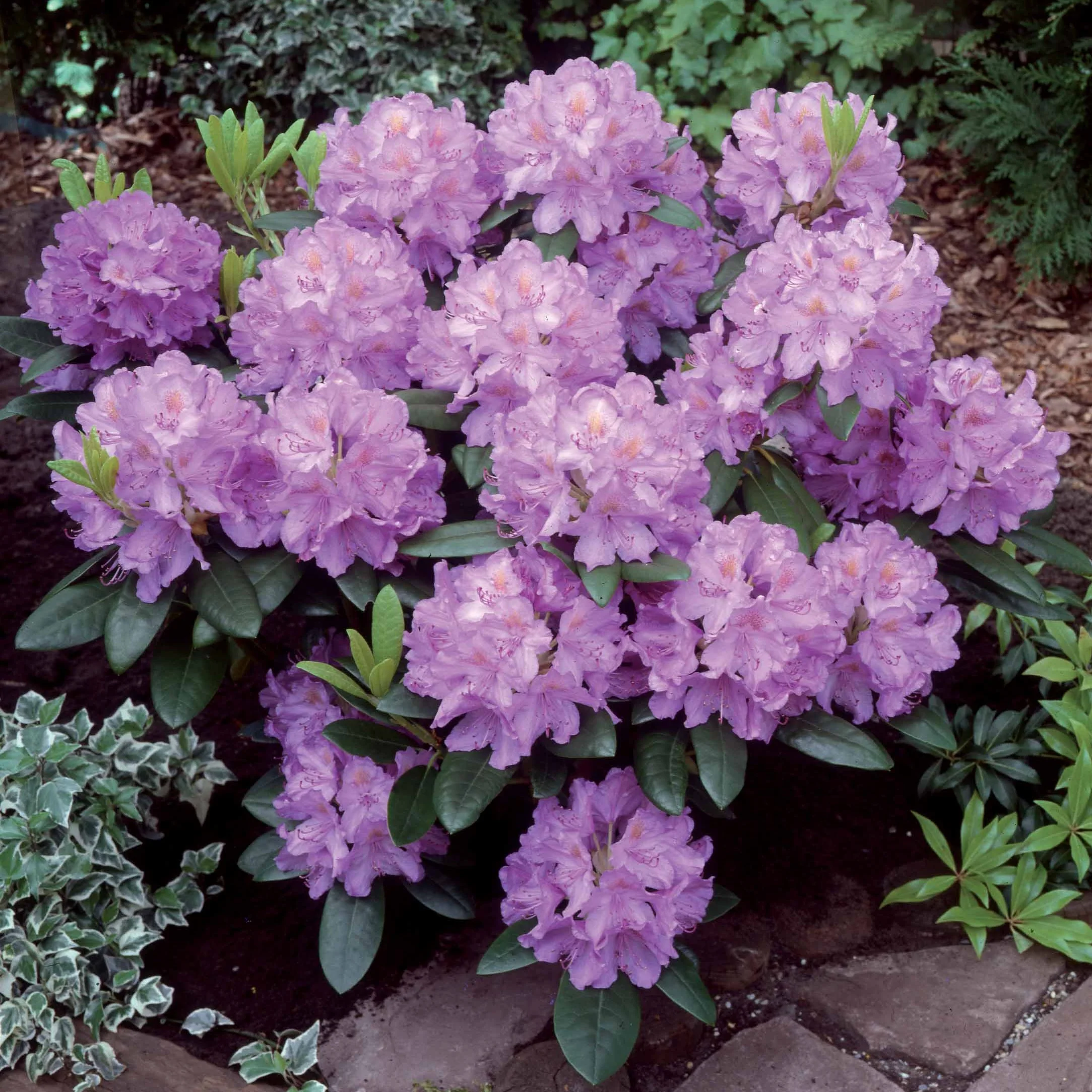 Rhododendron 'Catawbiense Grandiflorum' - Image 4