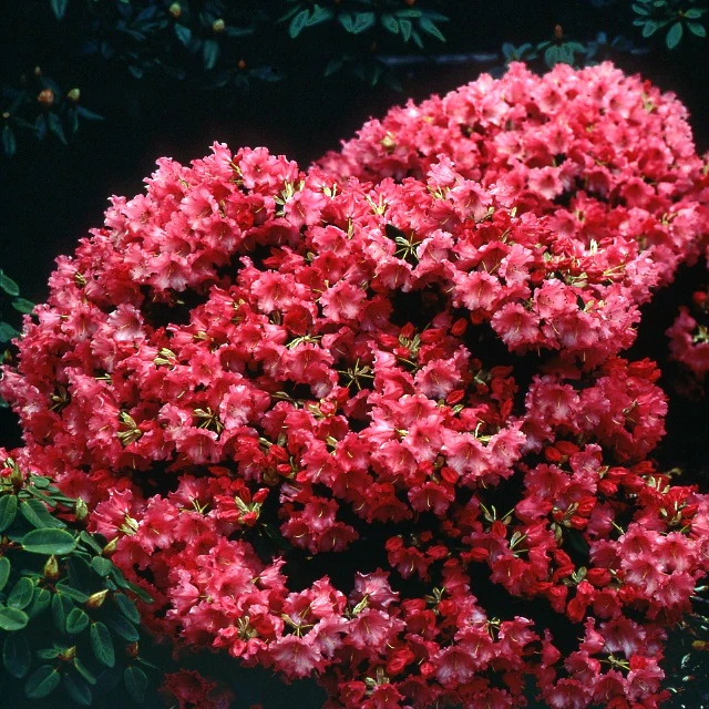 Rhododendron compact Baden Baden - Image 2