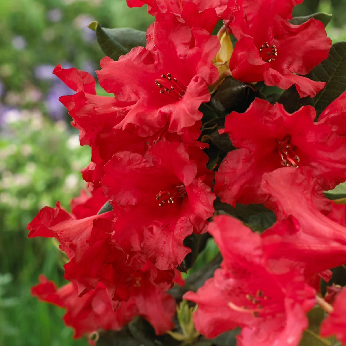 Rhododendron compact Baden Baden - Image 3