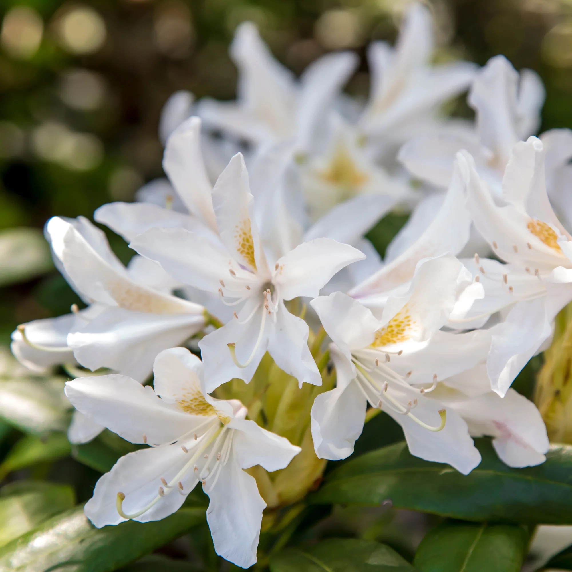 Rhododendron Cunningham's White - Image 2