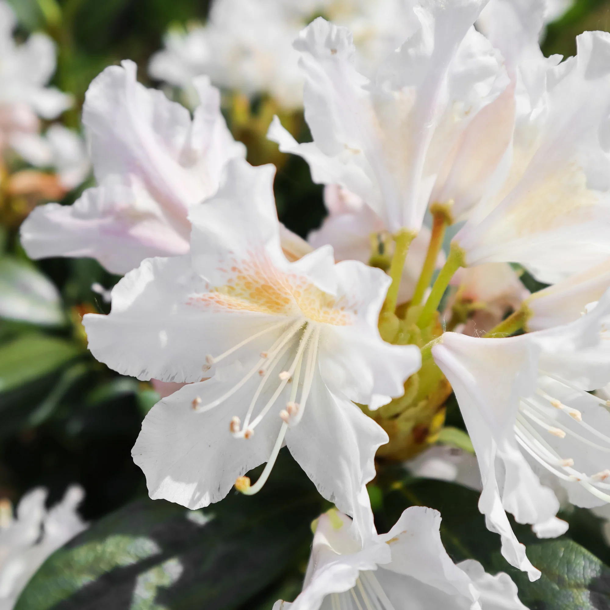 Rhododendron Cunningham's White - Image 4