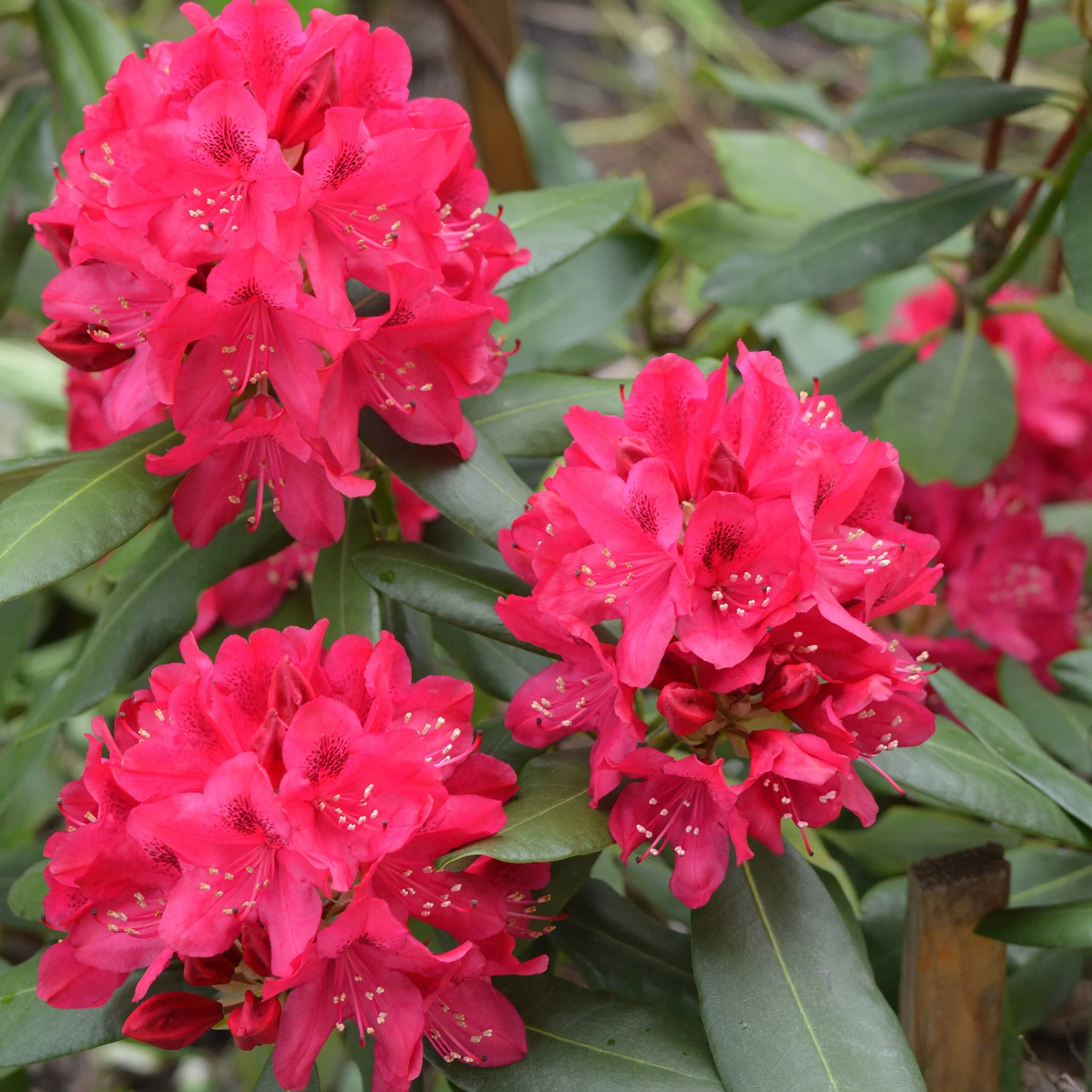 Rhododendron Nova Zembla - Image 2