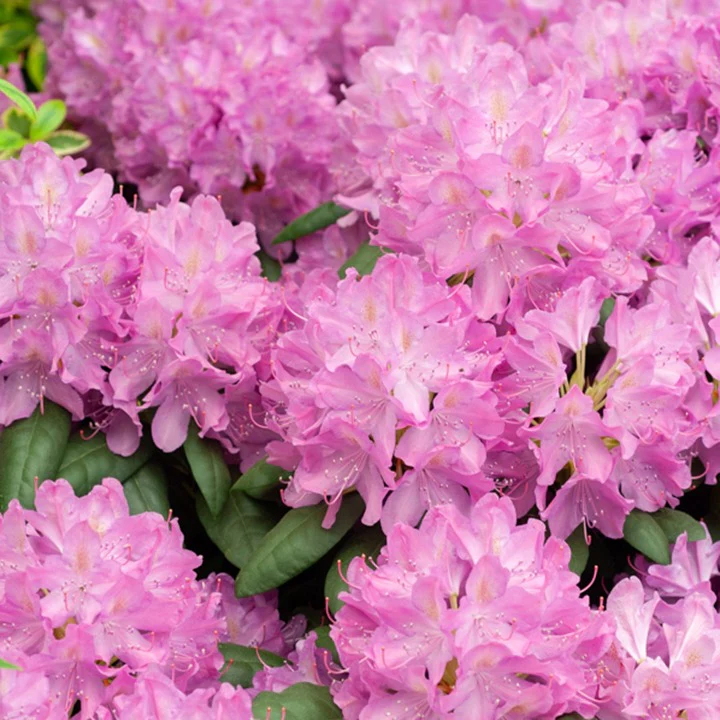 Rhododendron Roseum Elegans - Image 3