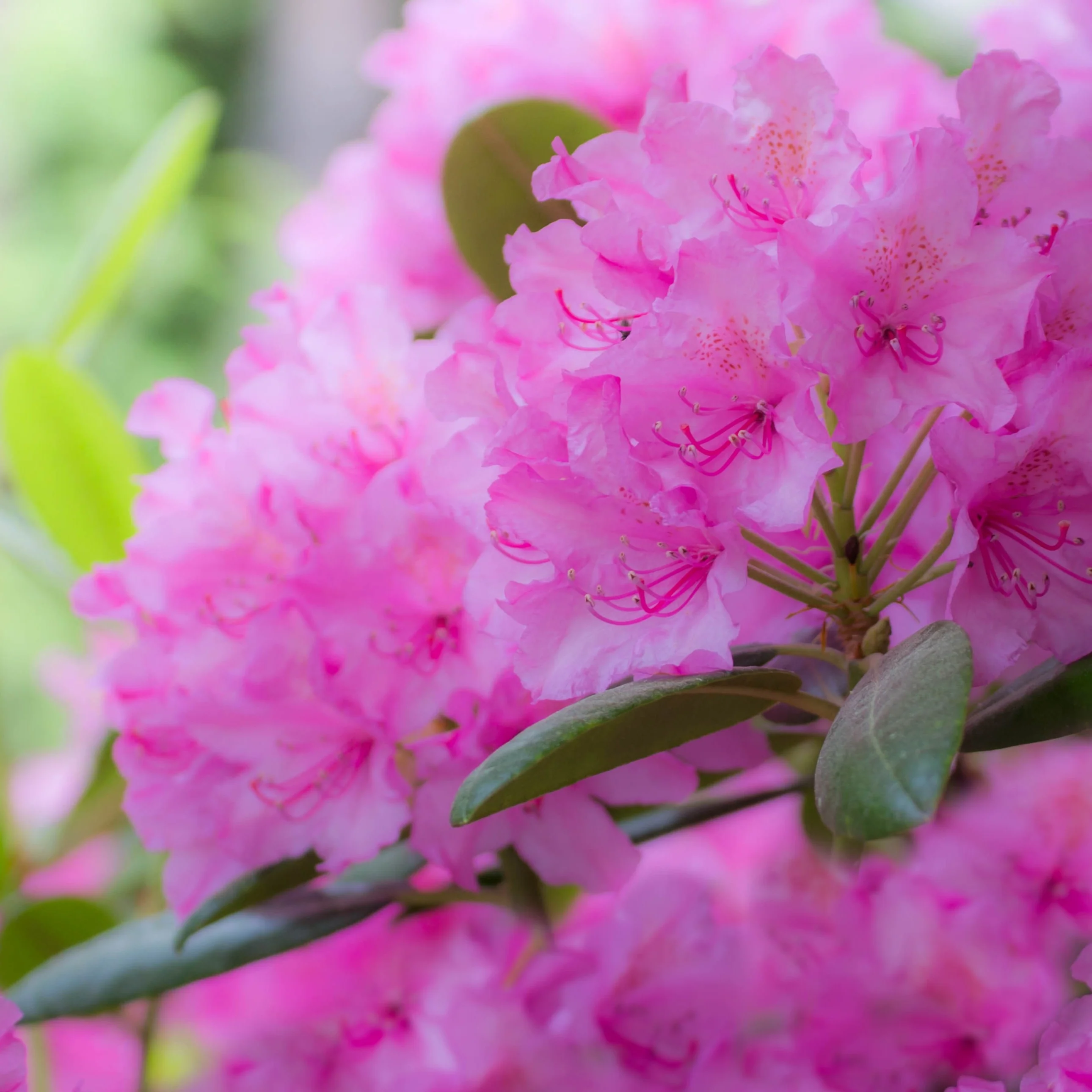 Rhododendron Roseum Elegans - Image 4