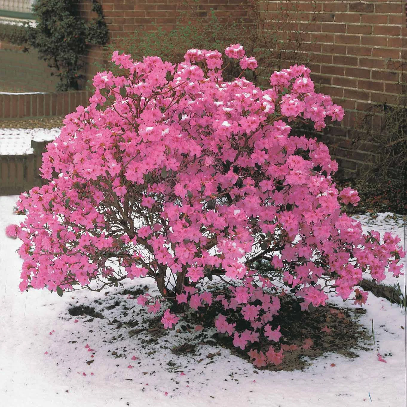 Rhododendron précoce - Image 2