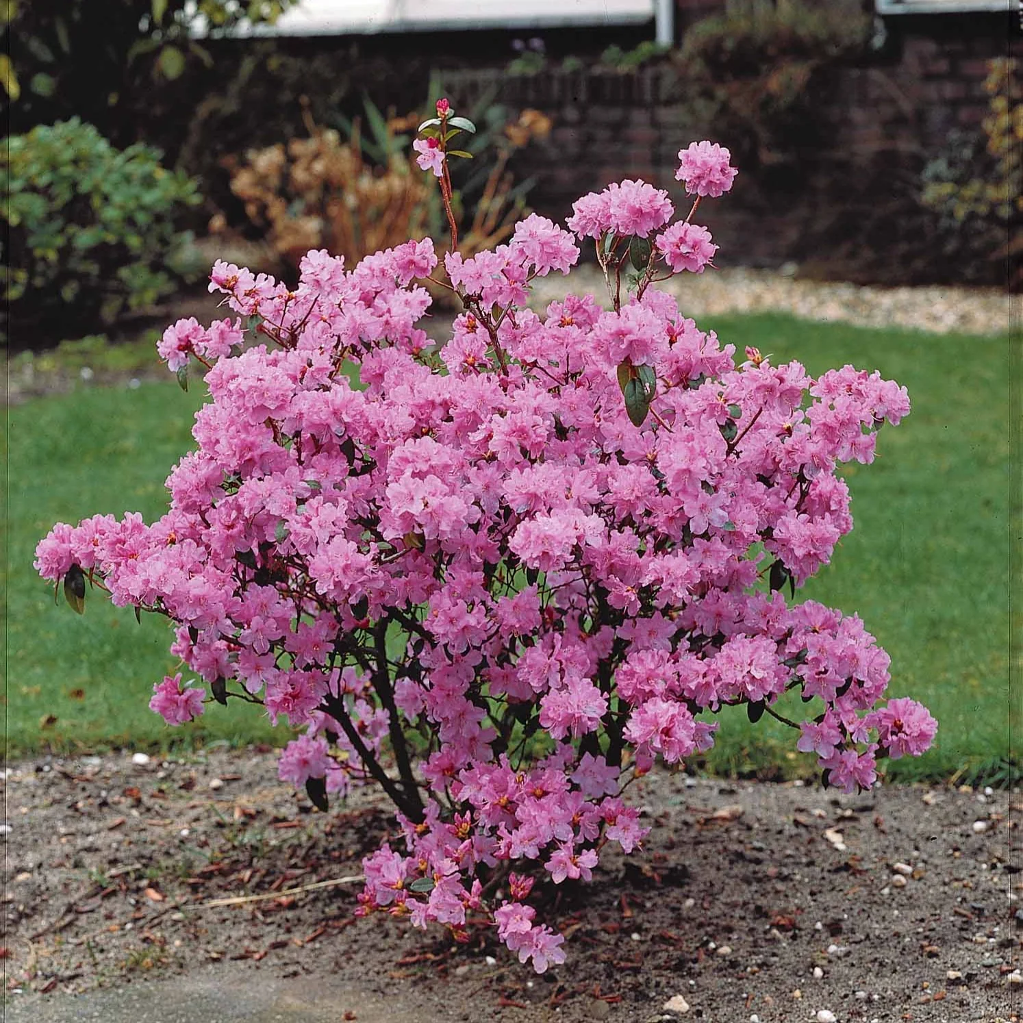 Rhododendron précoce - Image 3