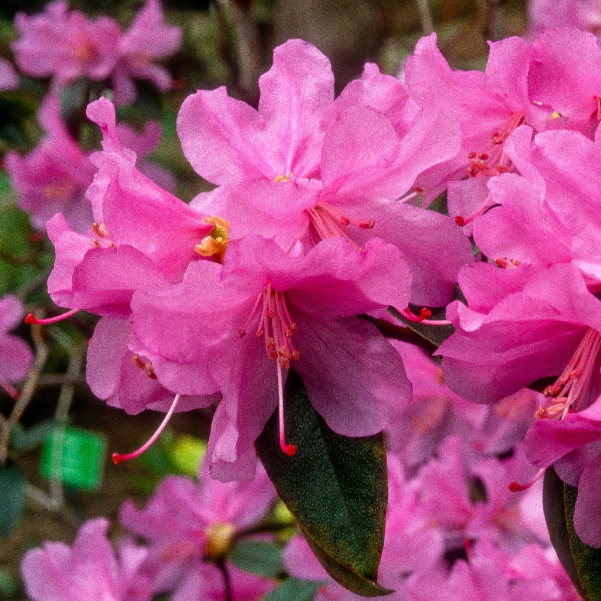 Rhododendron précoce - Image 4