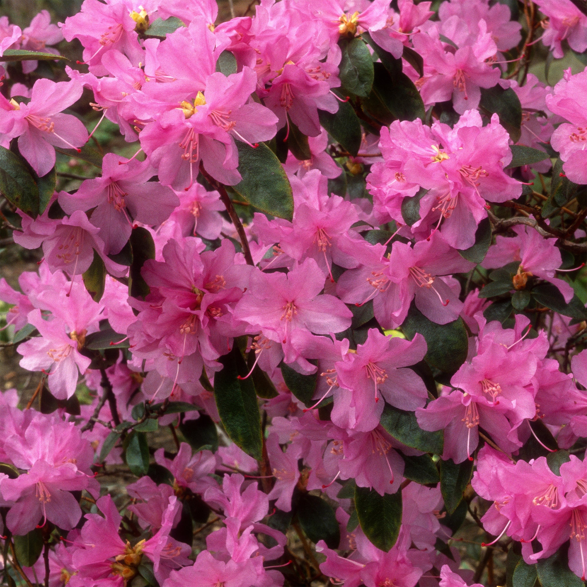 Rhododendron précoce - Image 5
