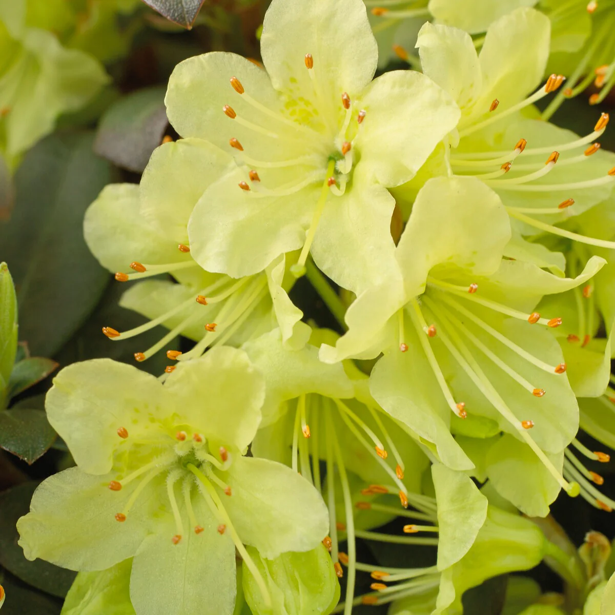 Rhododendron Princess Anne - Image 2