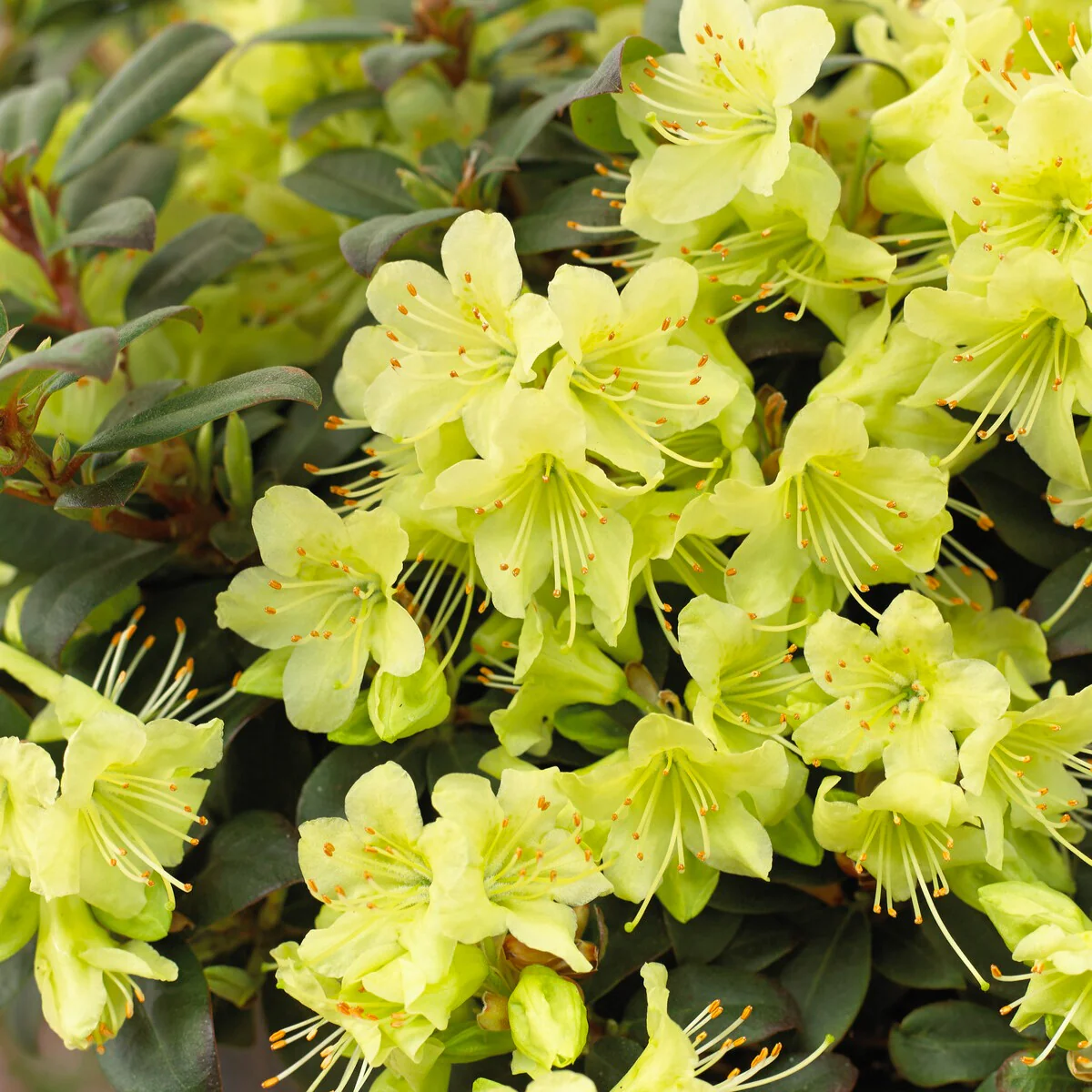Rhododendron Princess Anne - Image 3