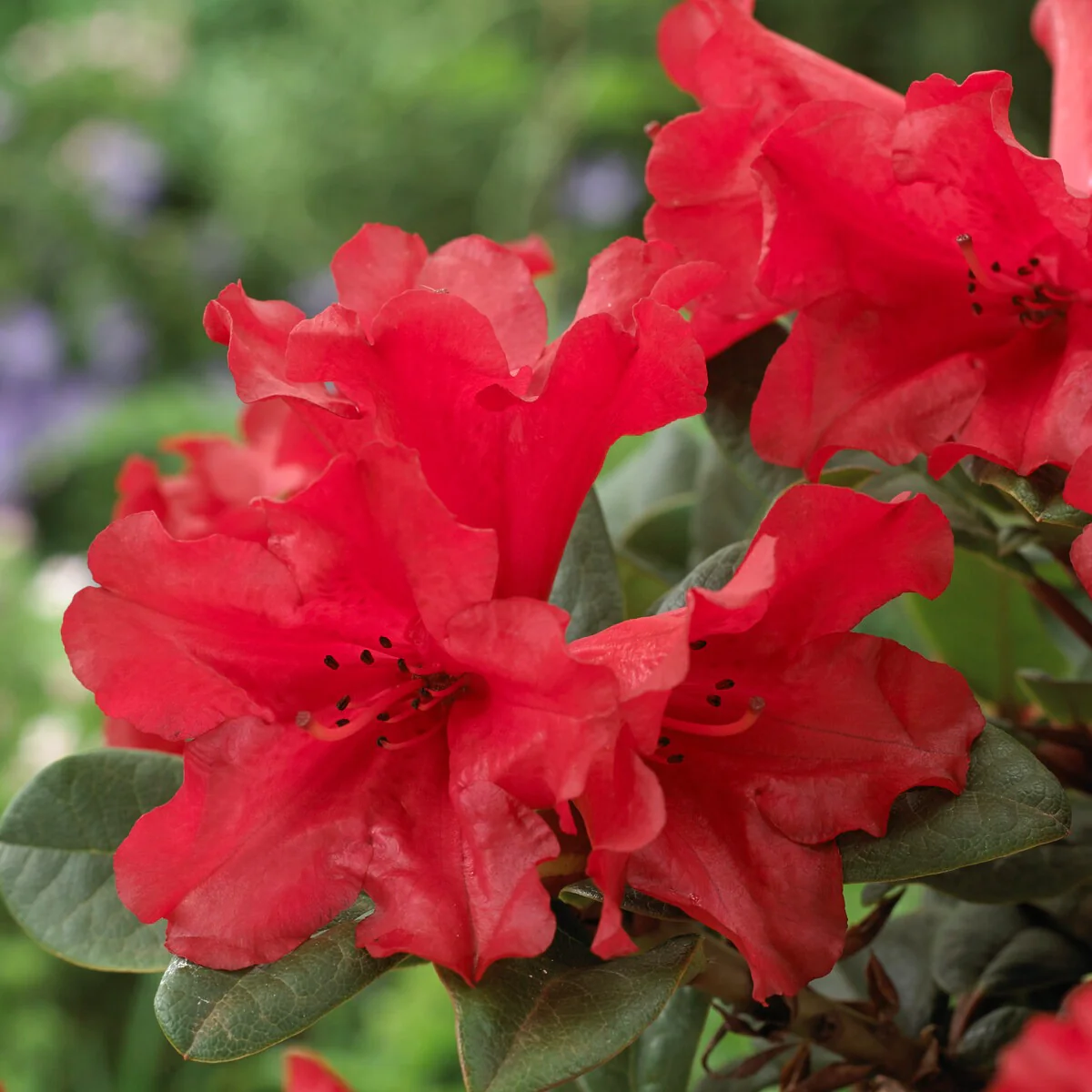 Rhododendron Scarlet Wonder - Image 2