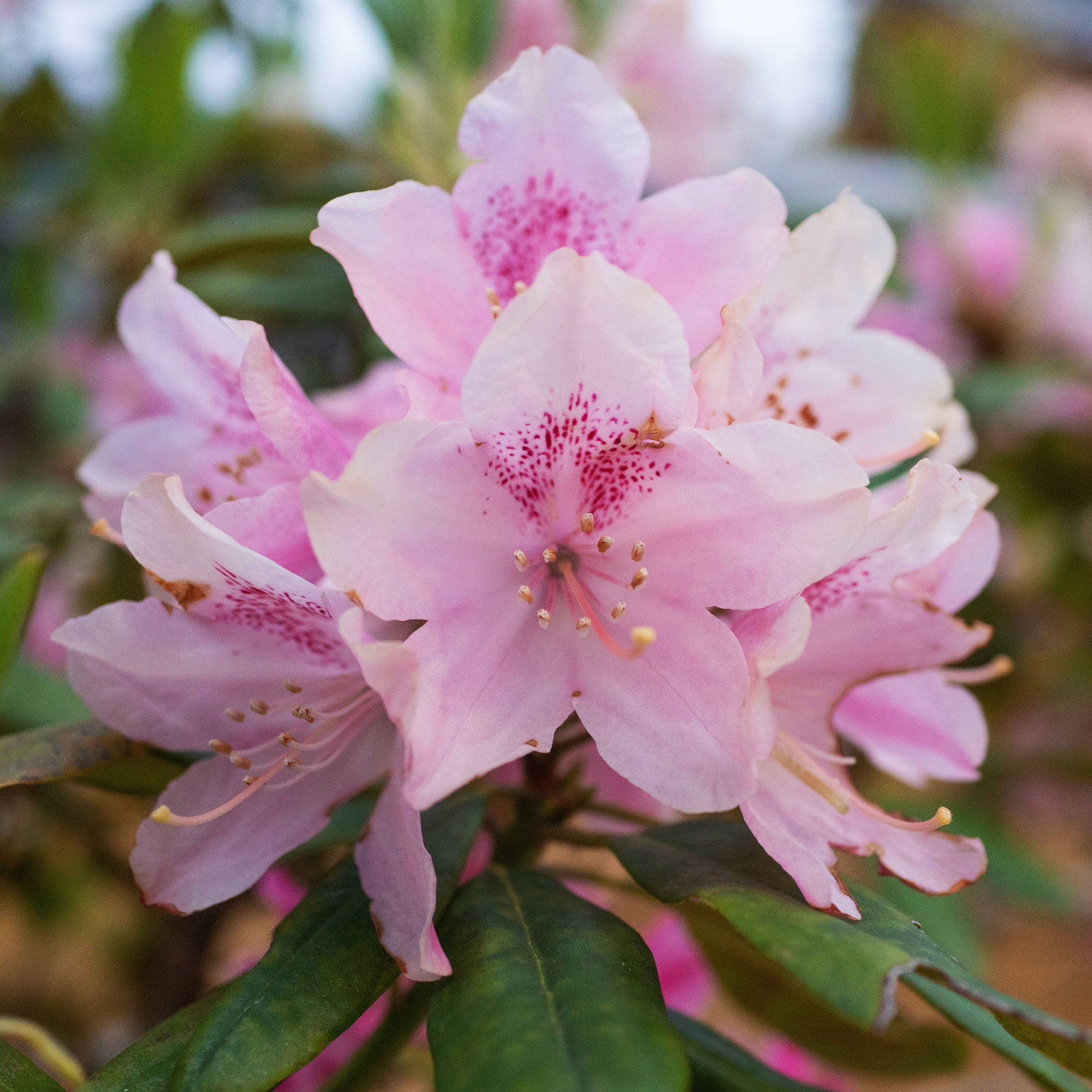 Rhododendron yak 'Doc' - Image 3