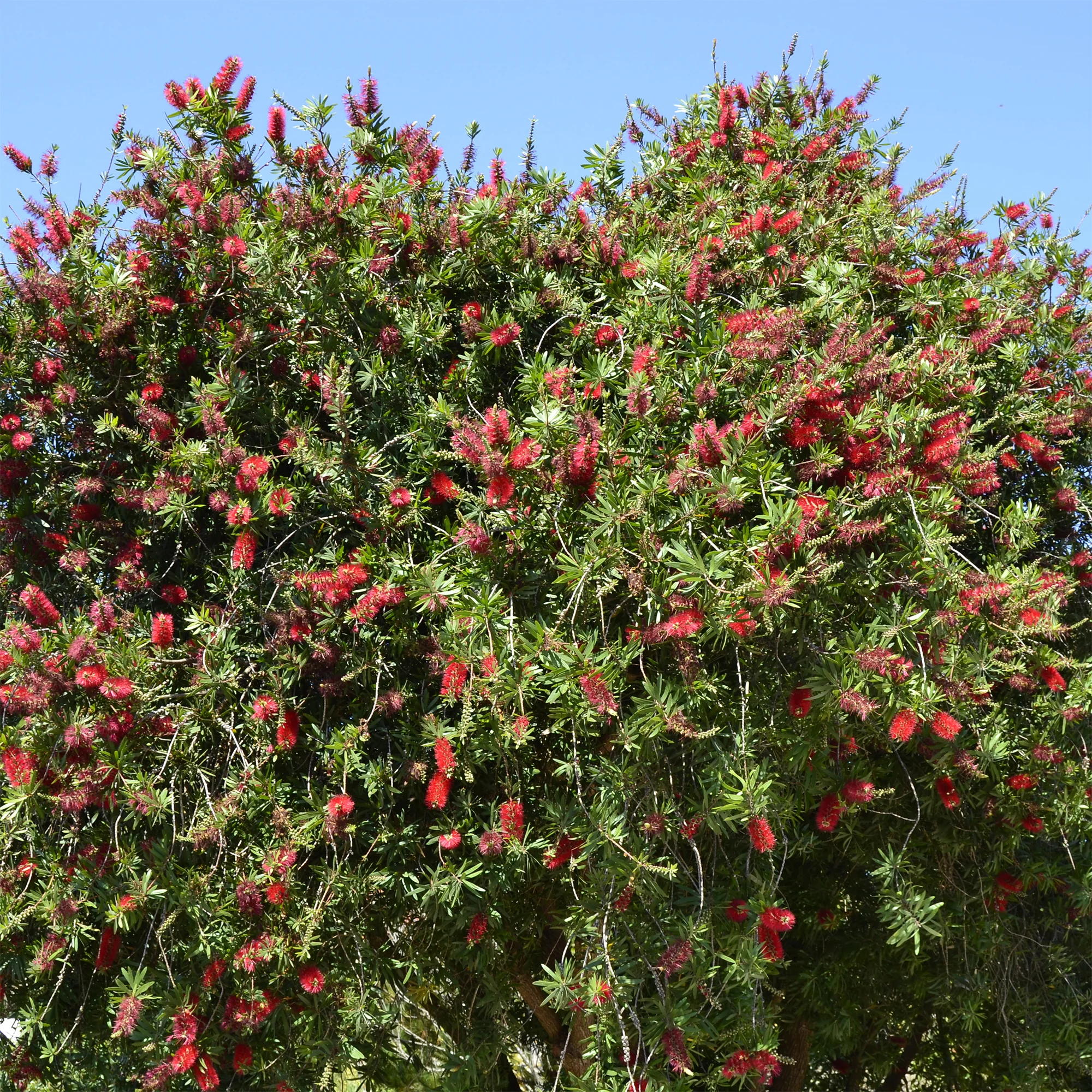 Rince-bouteille rouge