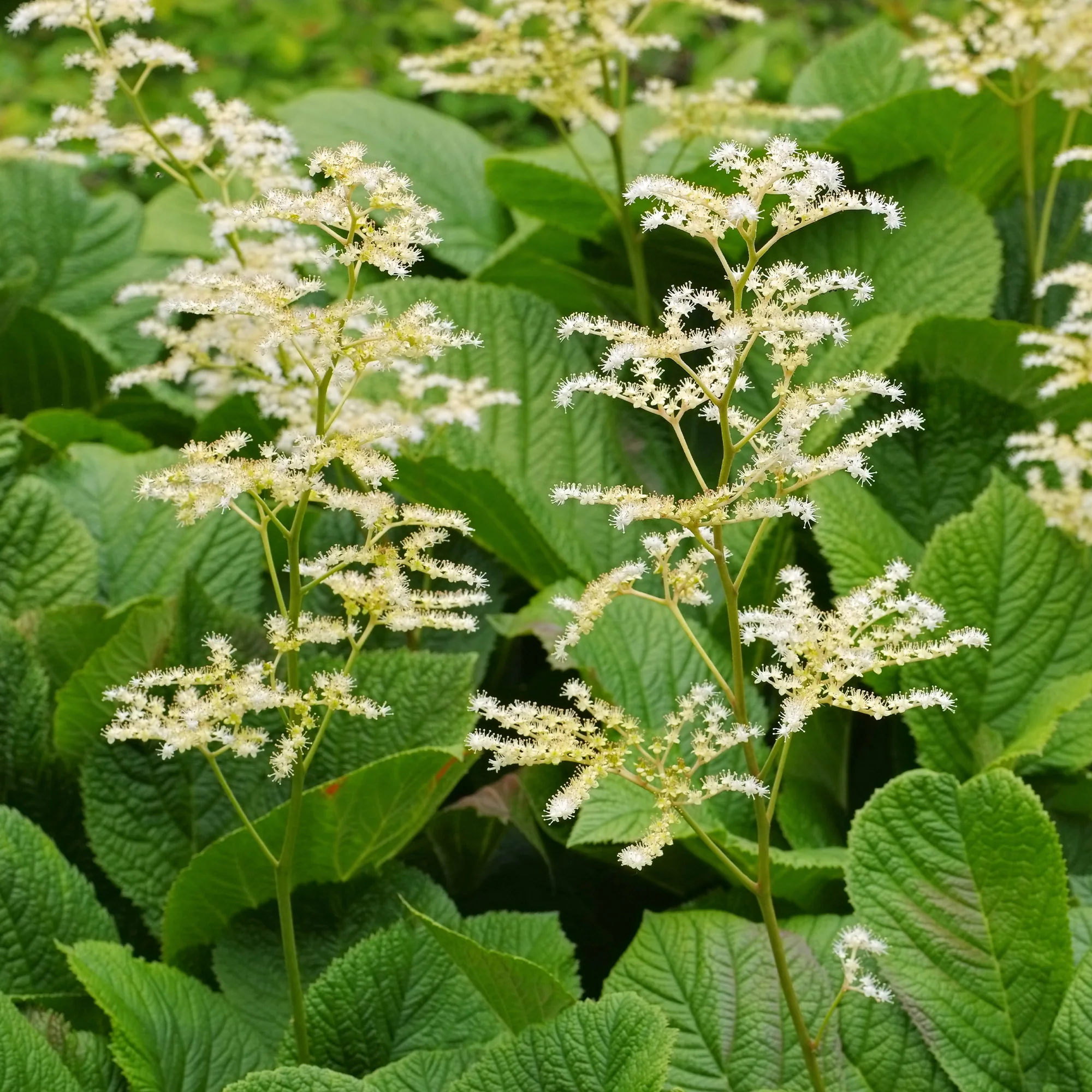 Rodgersia à feuilles de marronnier