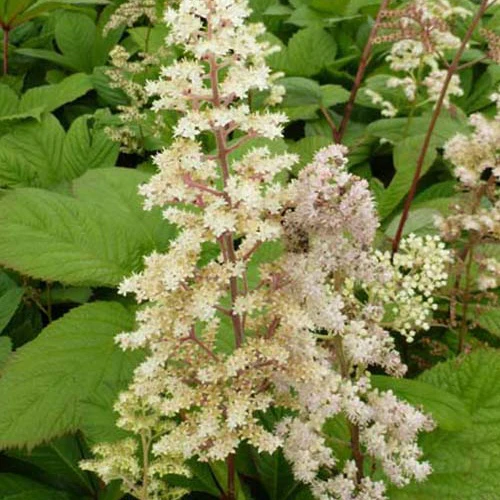 Rodgersia à feuilles de sureau