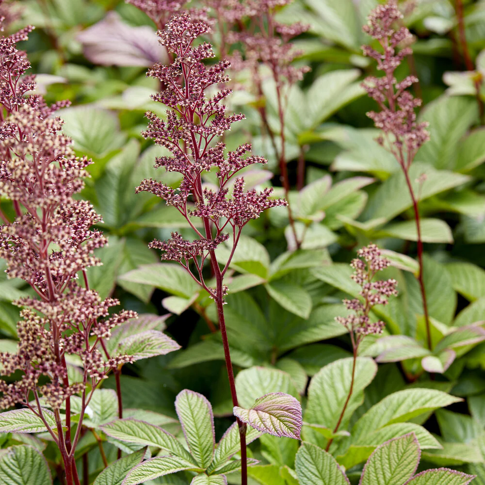 Rodgersia pinnata - Image 2