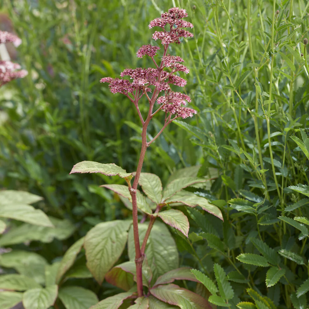 Rodgersia pinnata - Image 3