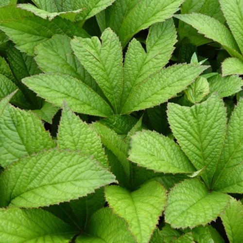 Rodgersia pinnata Crug Cardinal