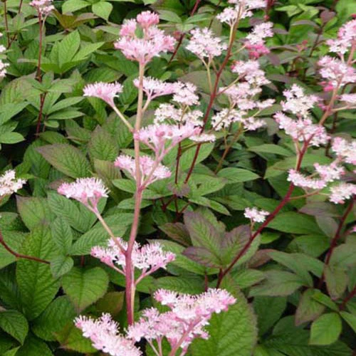 Rodgersia pinnata Hanna
