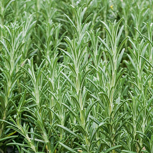 Romarin officinale