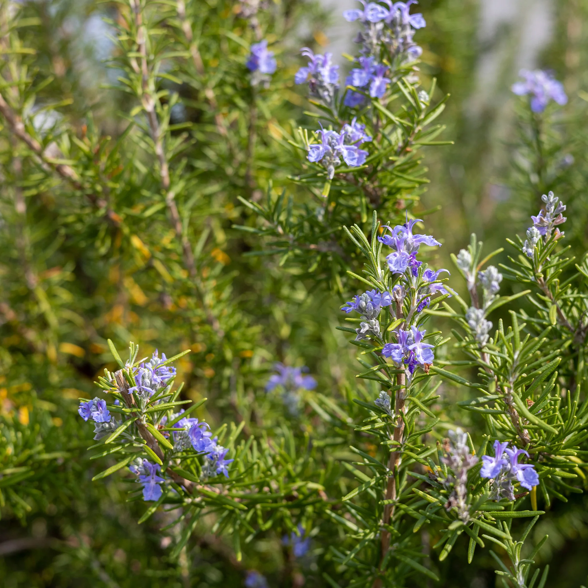 Romarin officinale - Image 2