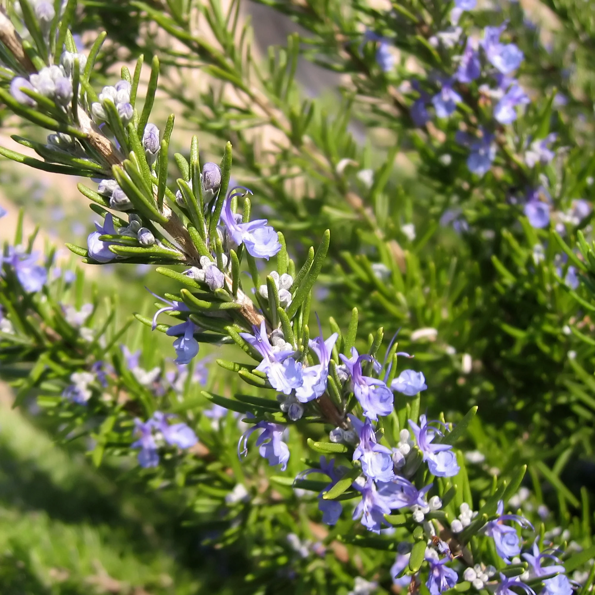 Romarin officinale - Image 3