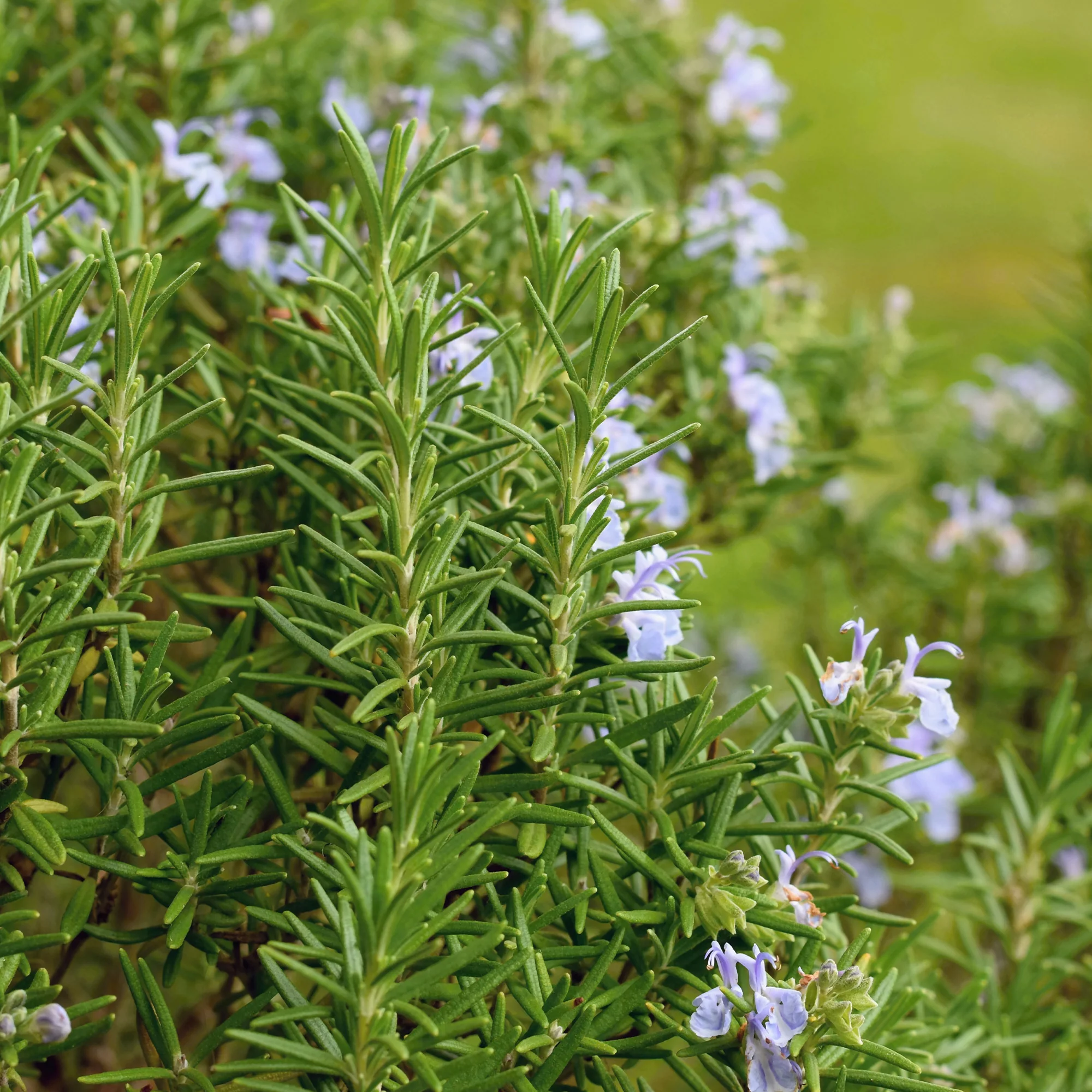 Romarin officinale - Image 4